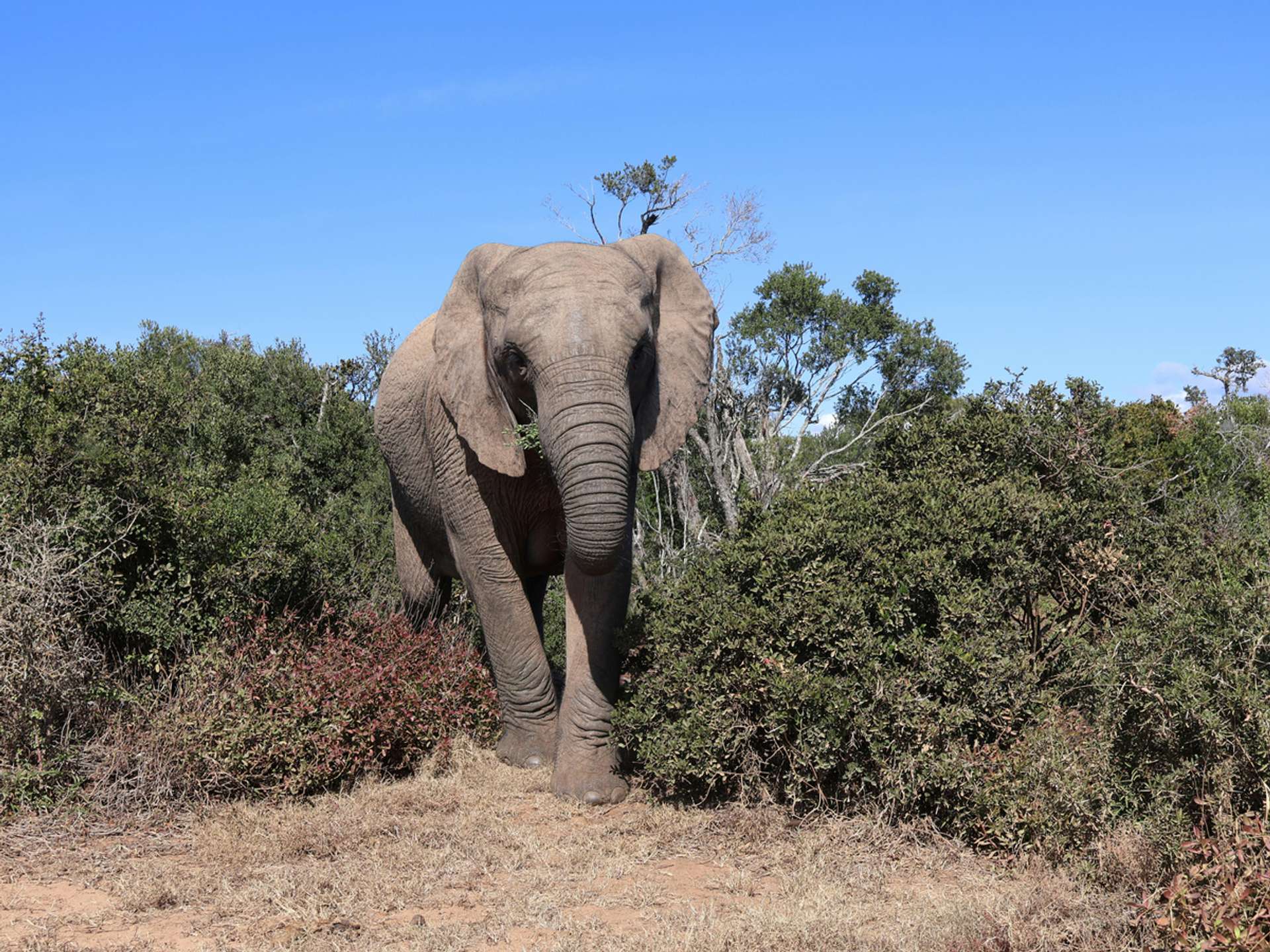 10 Best Tours and Trips in Addo Elephant National Park in 2025/2026 - Compare Prices