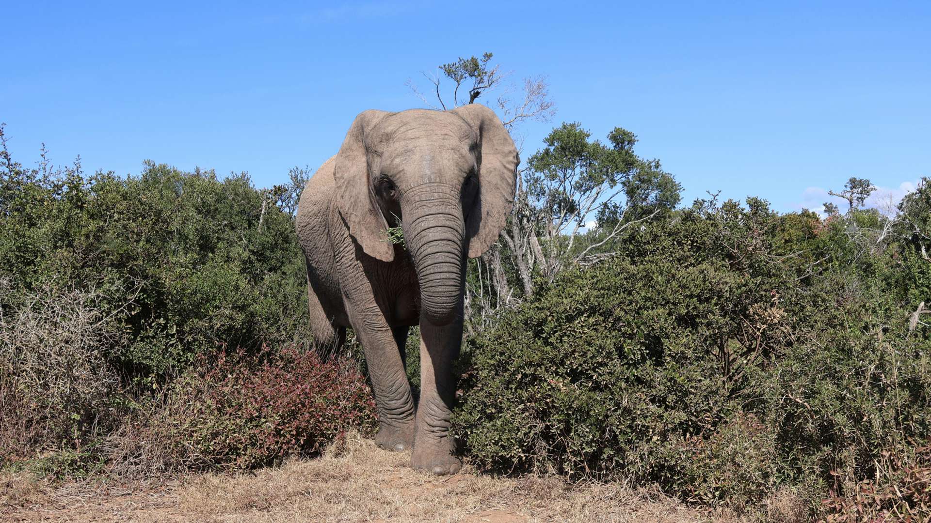 Addo Elephant National Park