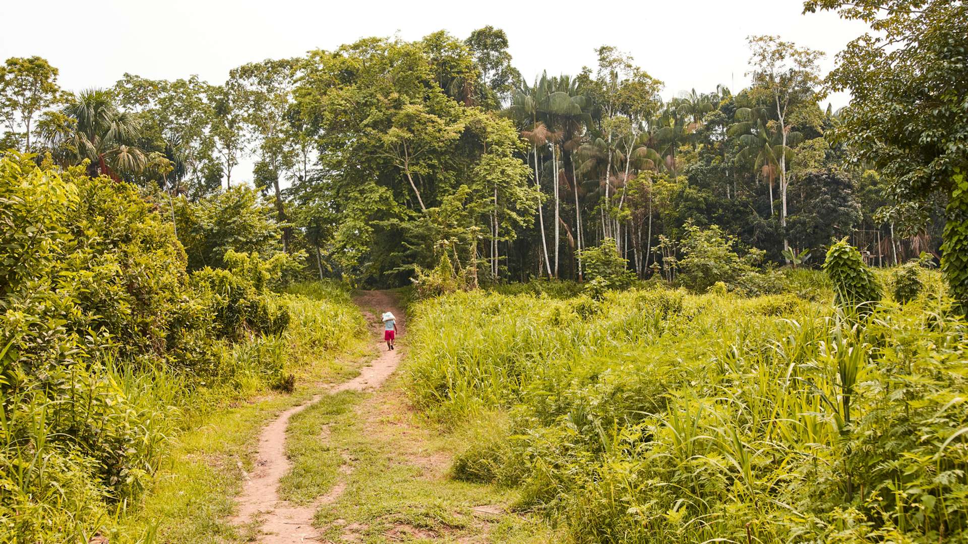 Amazon rainforest Tours and Trips