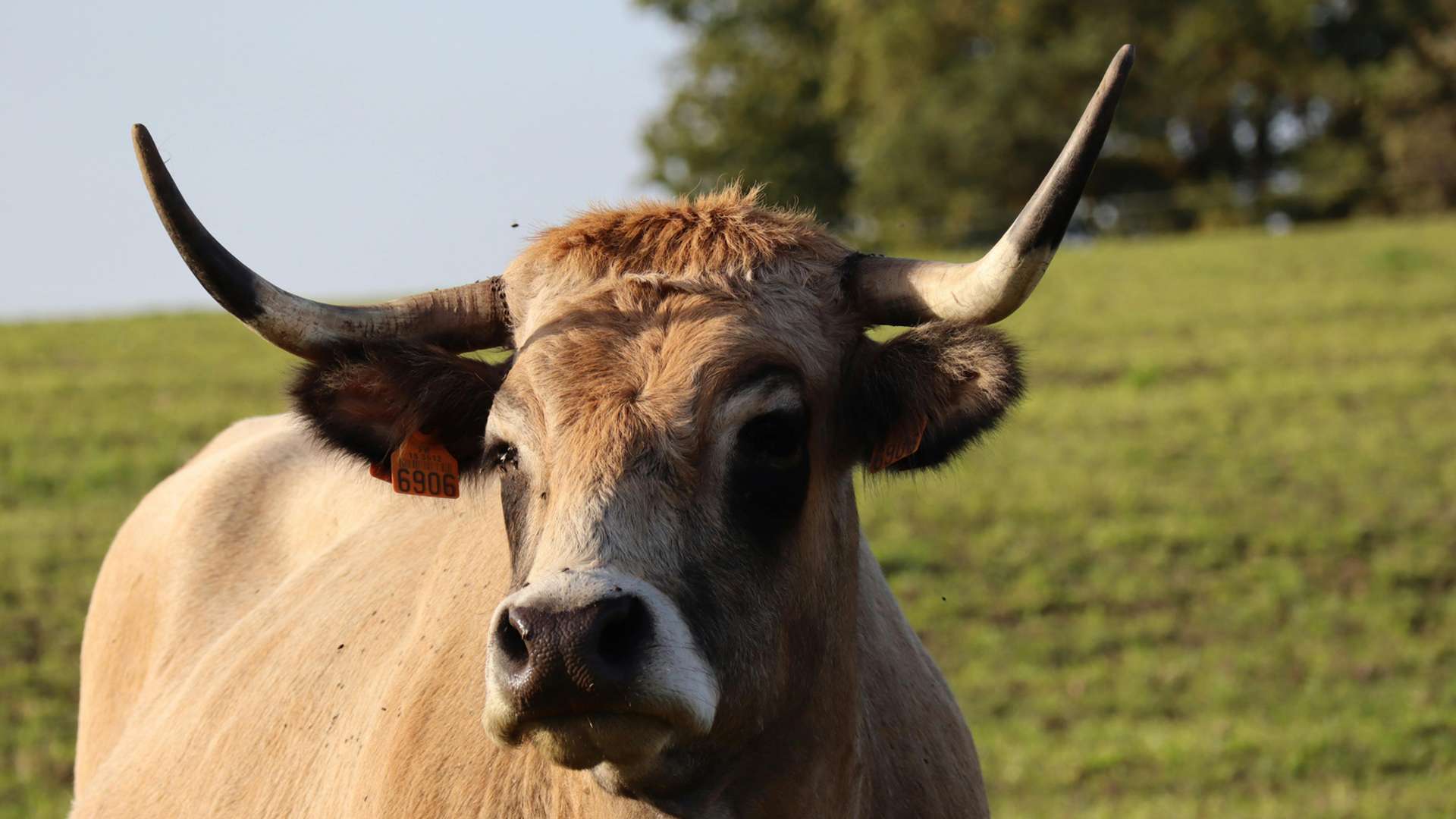 Aumont-Aubrac Tours and Trips
