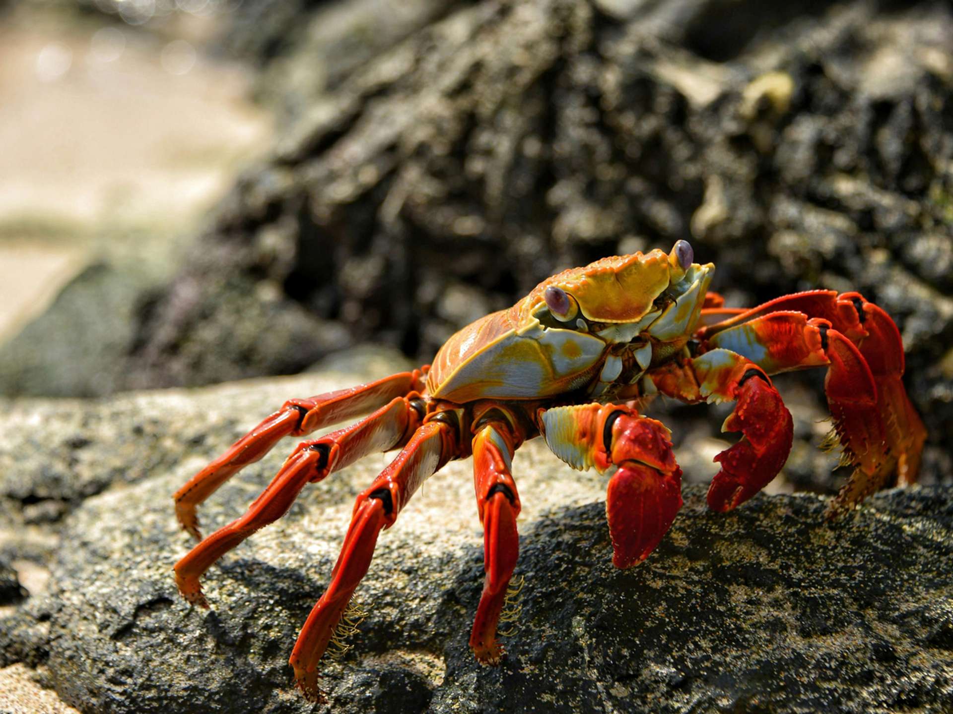 Baltra Island Marine wildlife Trips in 2025/2026