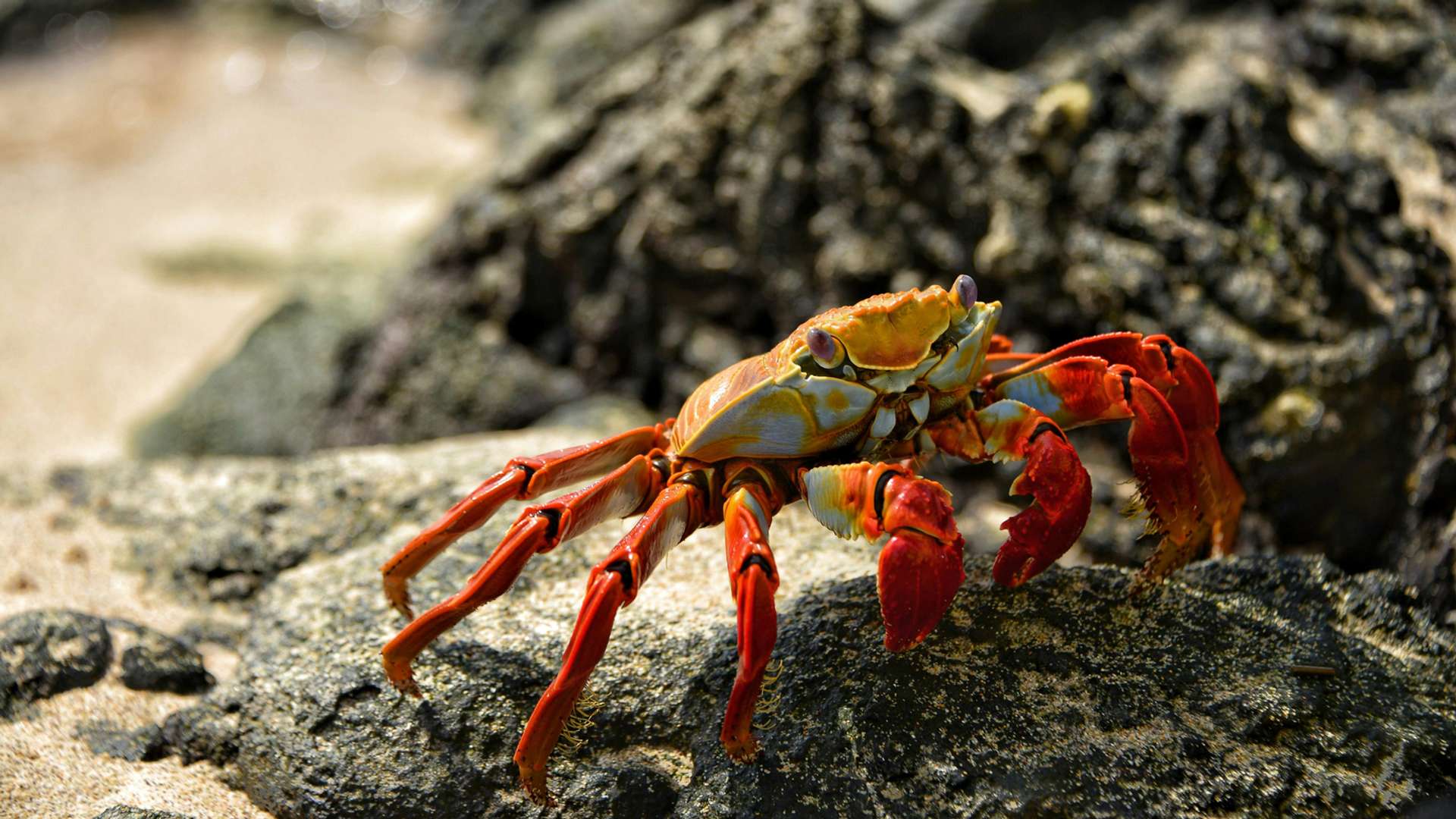 Baltra Island Marine wildlife Trips