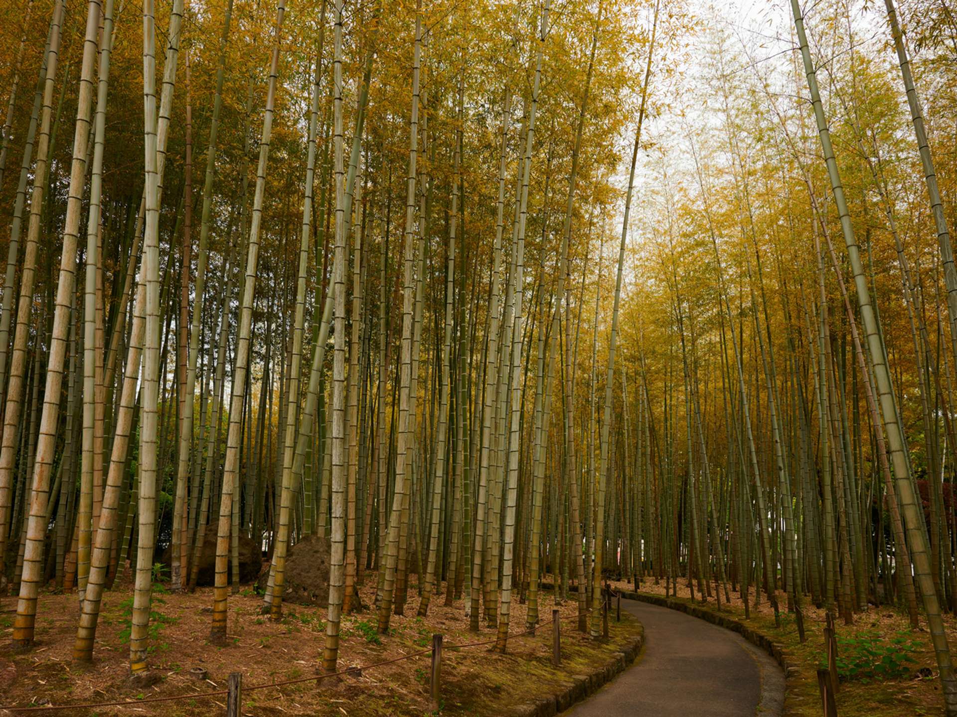 10 Best Tours and Trips in Beppu in 2026/2027 - Compare Prices