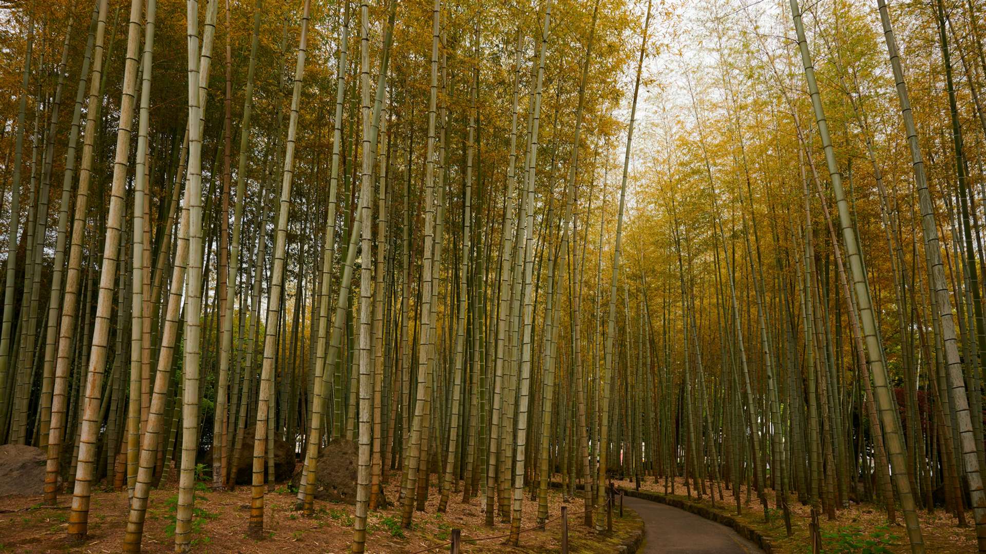 Beppu Tours and Trips