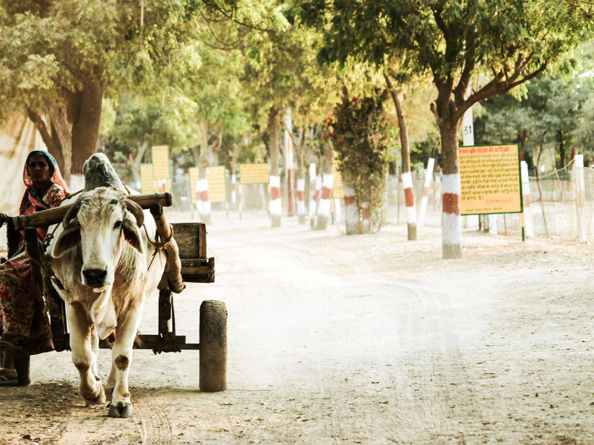 10 Best Tours and Trips in Bikaner in 2025/2026 - Compare Prices