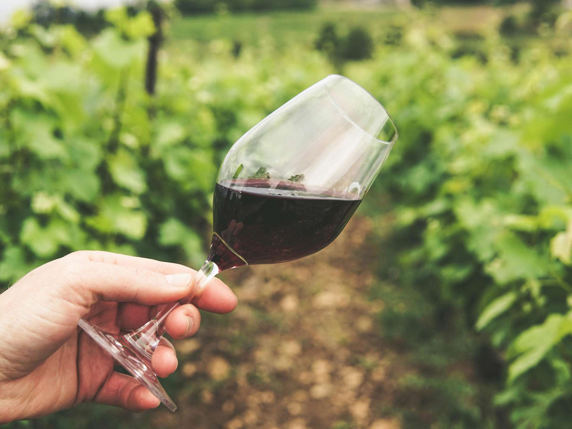 10 Best Tours and Trips in Burgundy in 2025/2026 - Compare Prices