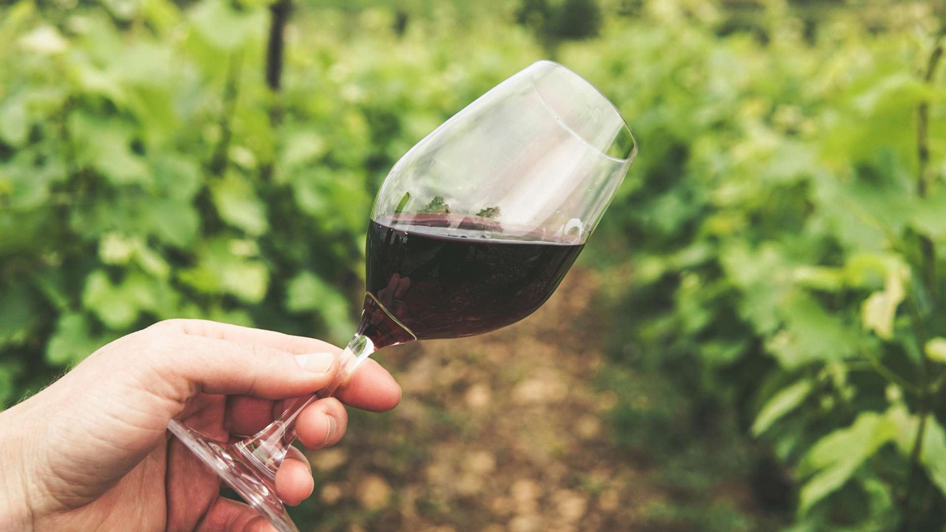 Burgundy Tours and Trips