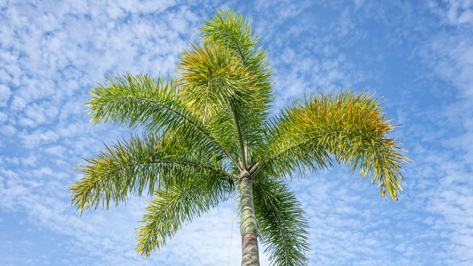 Cairns and North Queensland Tours and Trips