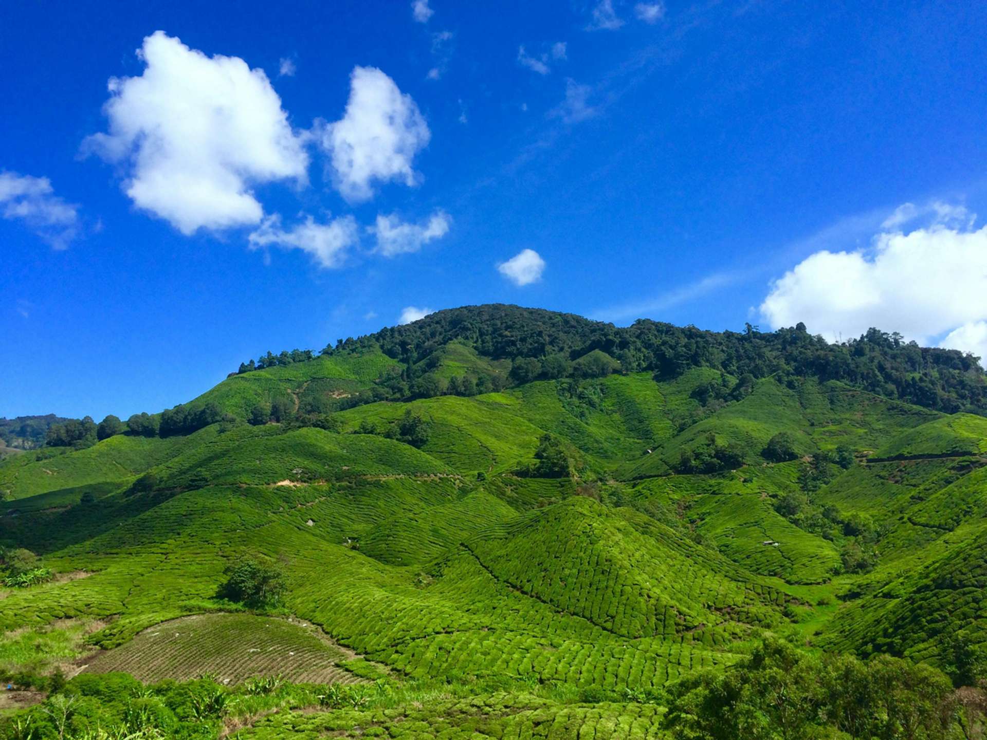 10 Best Tours and Trips in Cameron Highlands in 2025/2026 - Compare Prices