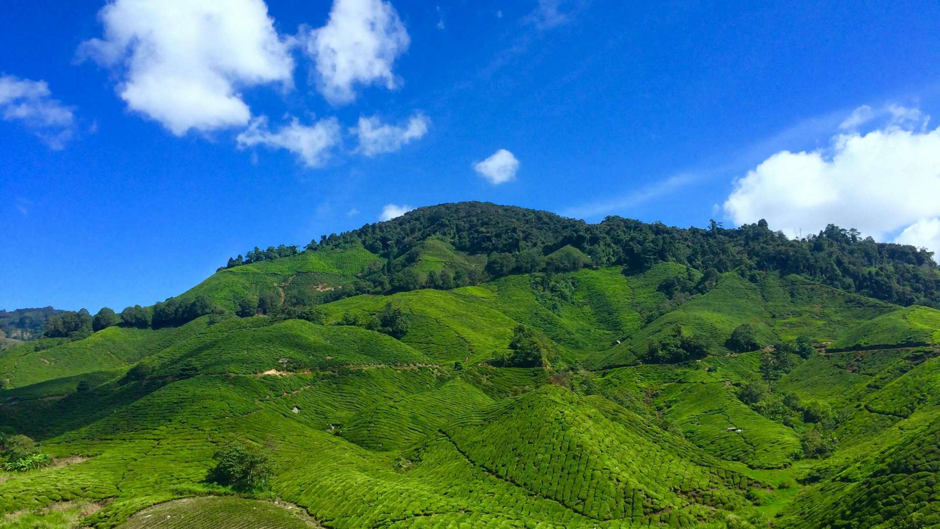 Cameron Highlands Tours and Trips