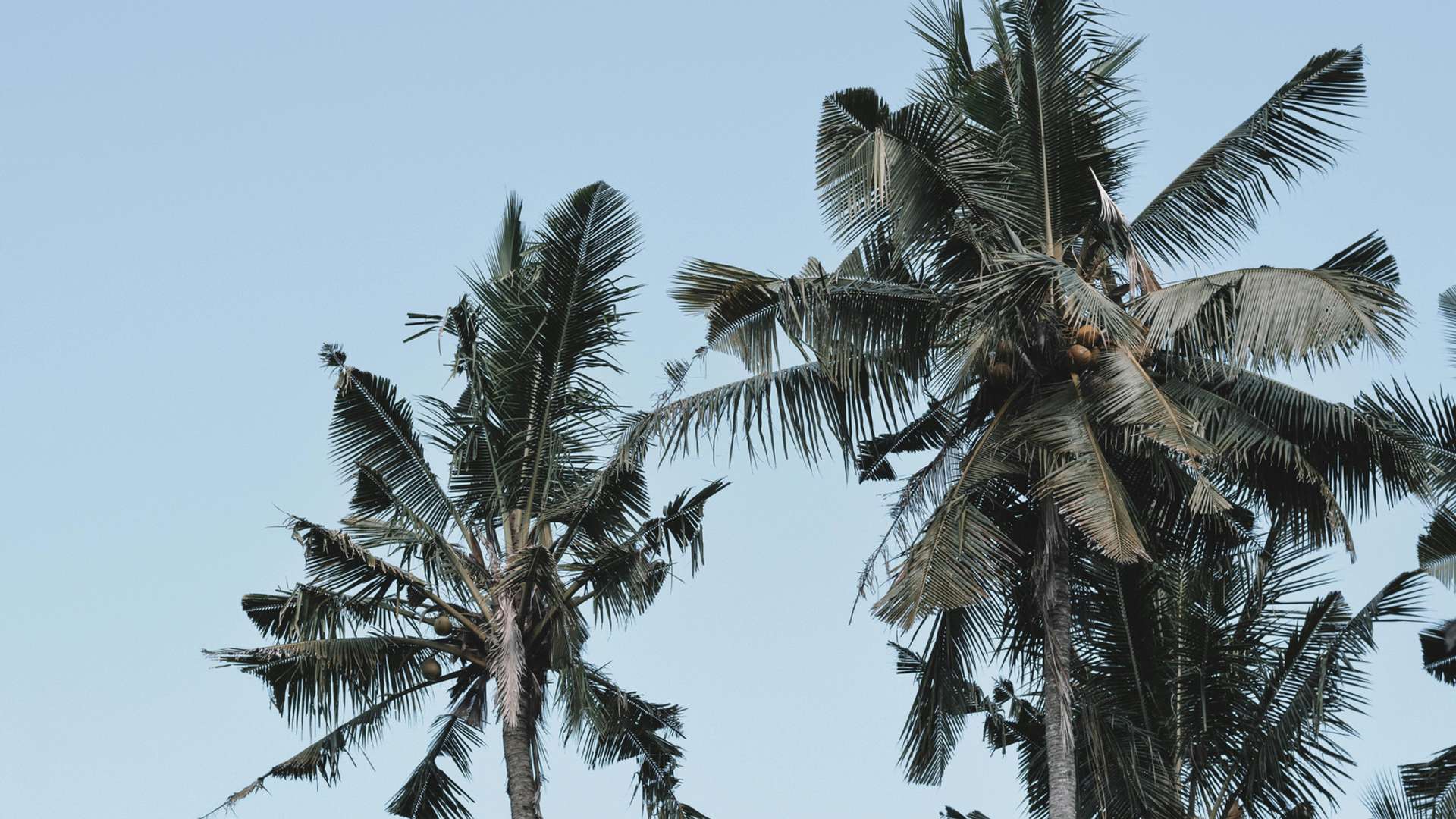Canggu Explorer Trips