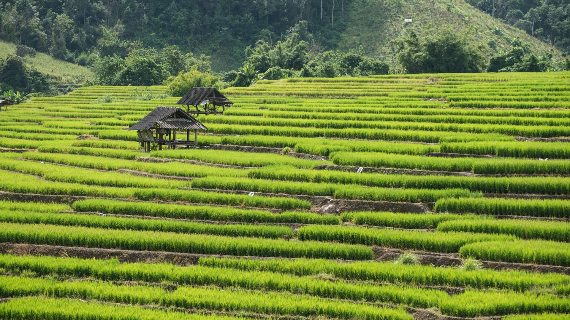 Chiang Mai Tours and Trips