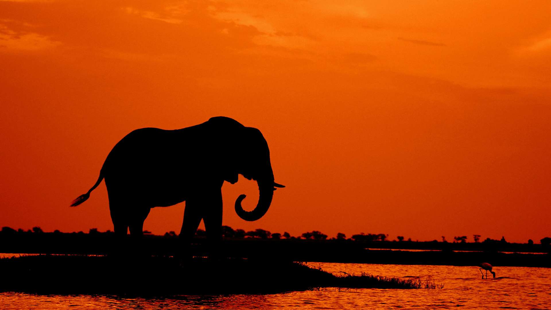 Chobe National Park Tours and Trips