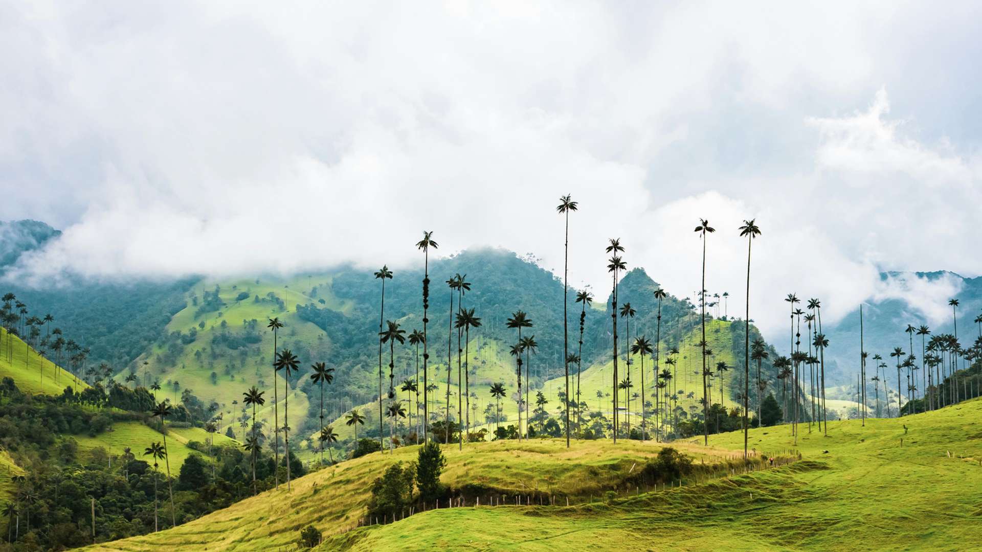 Cocora Valley Tours and Trips