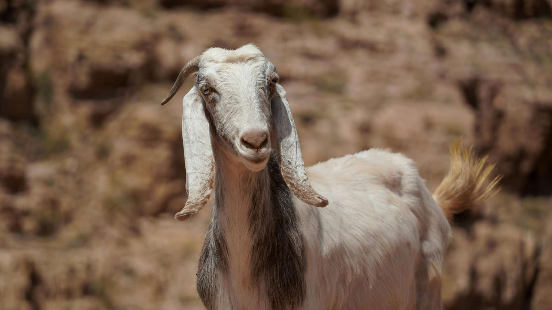 Dana Tours and Trips