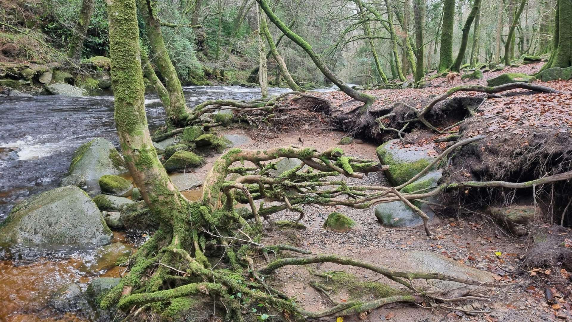 Dartmoor Tours and Trips