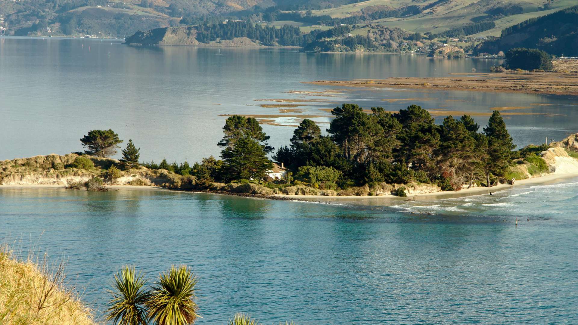 Dunedin Tours and Trips