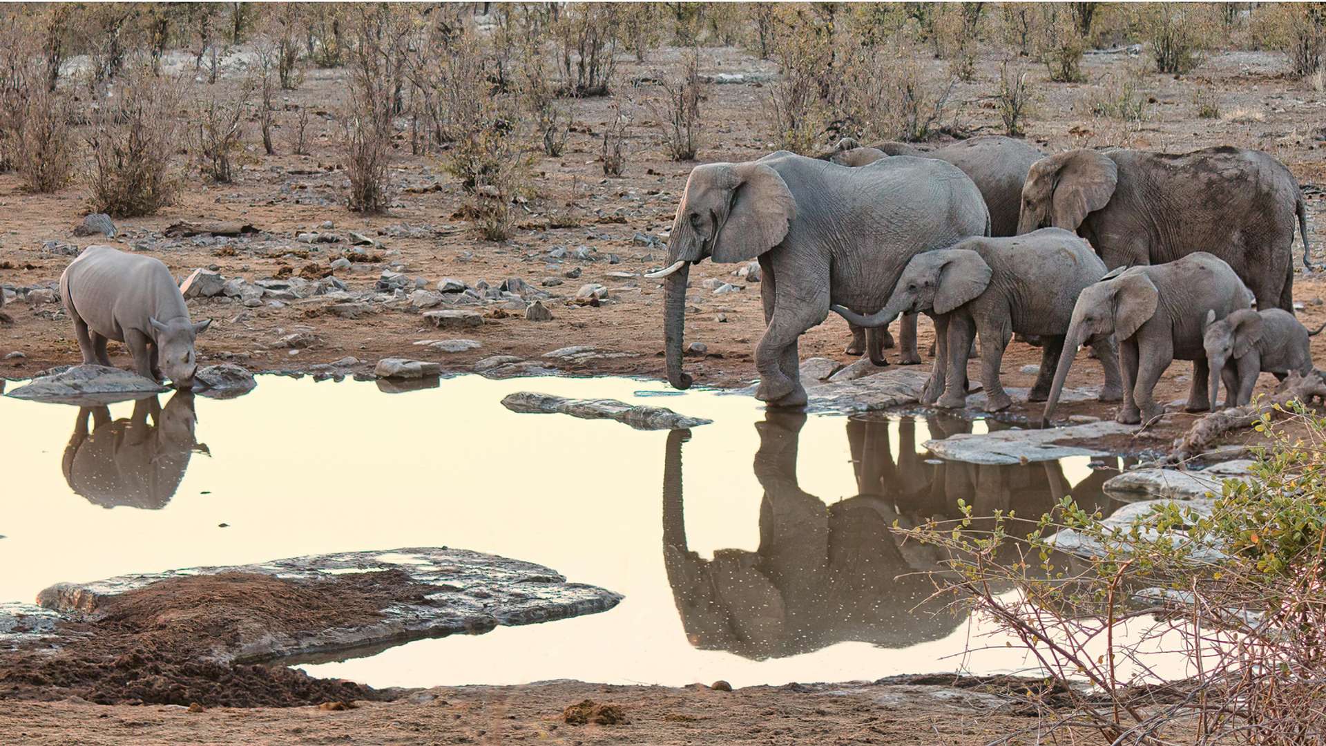 Etosha National Park Tours in Fall