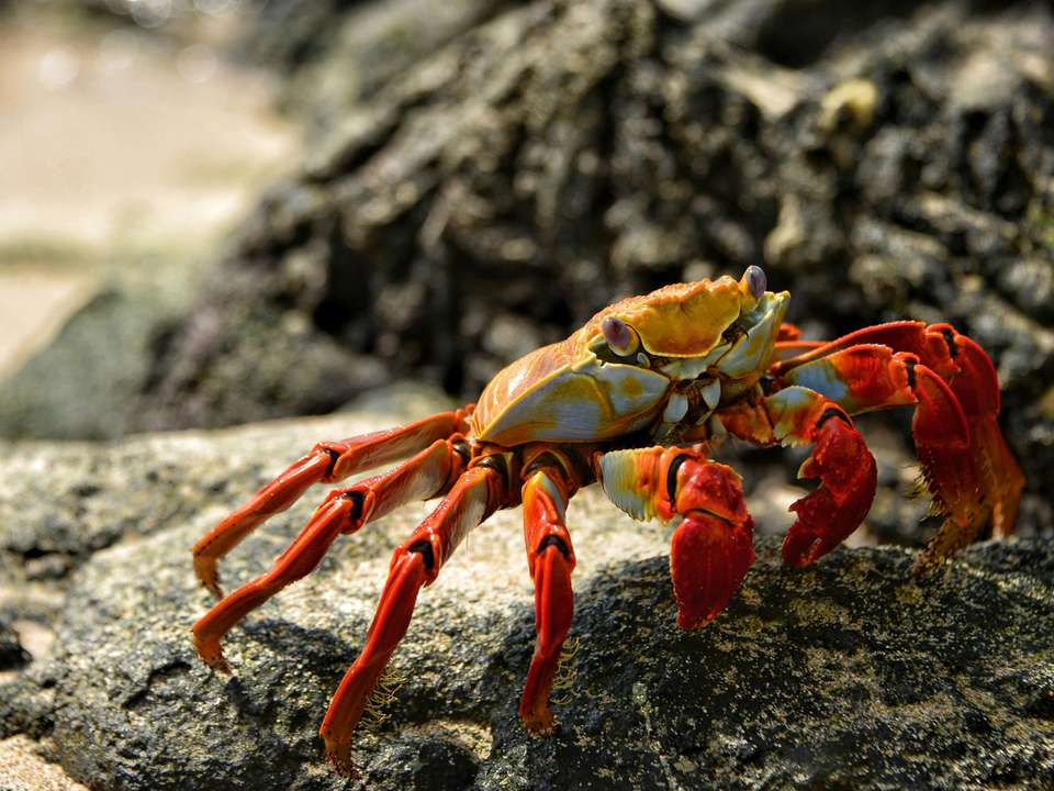 Top Floreana Island tours