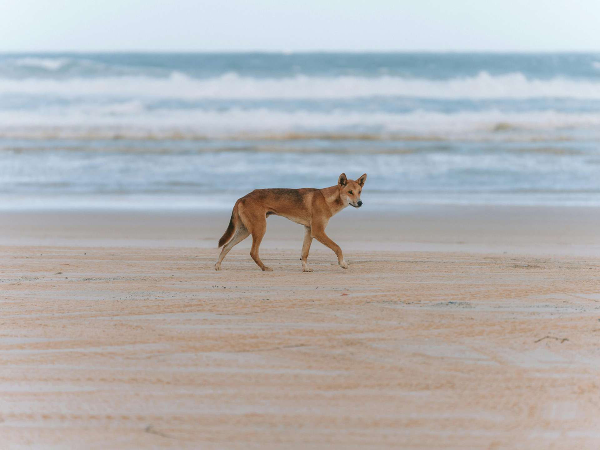 10 Best Fraser Island Multiday Tours in November 2026