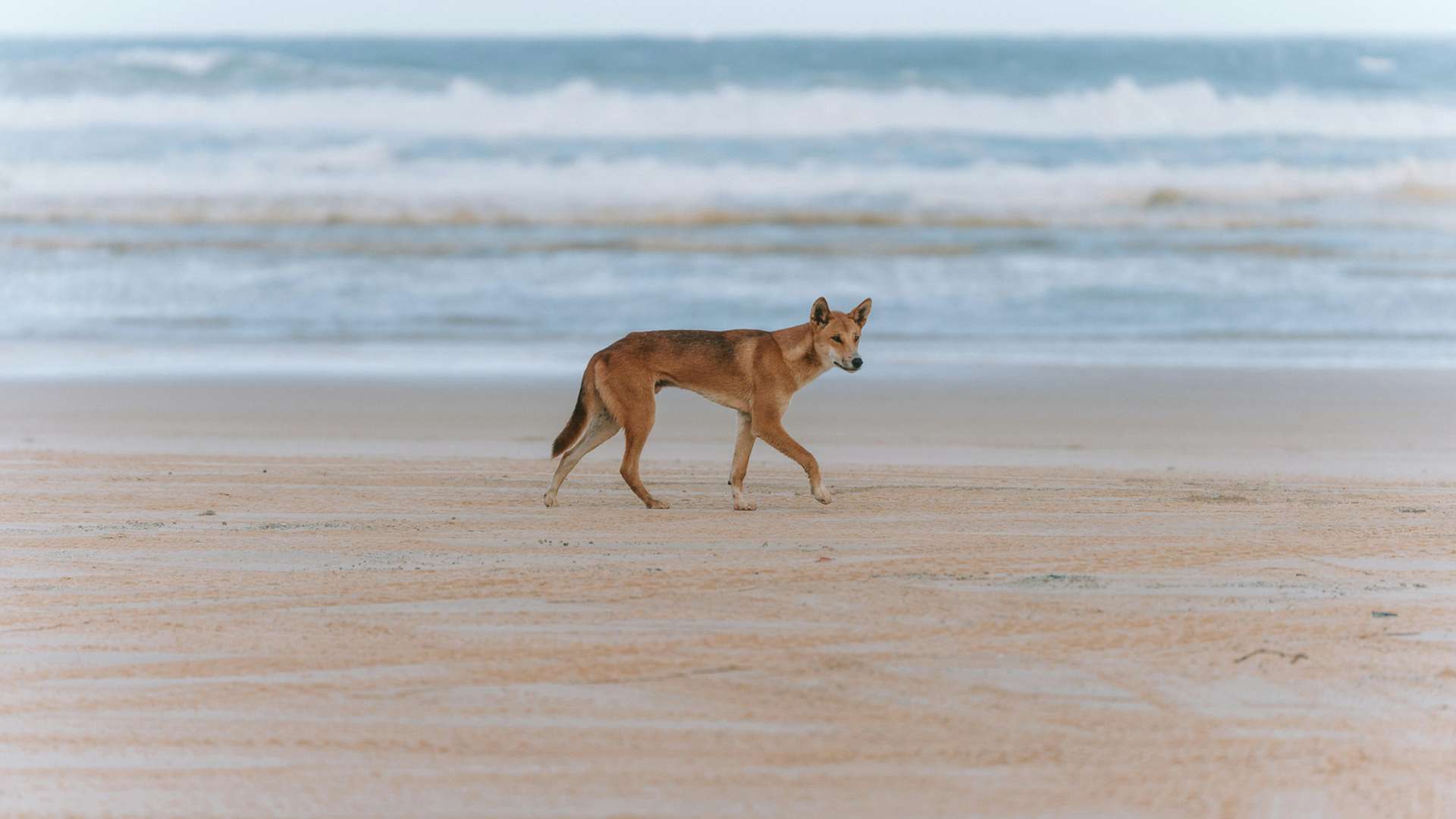 Fraser Island Tours in November 2026