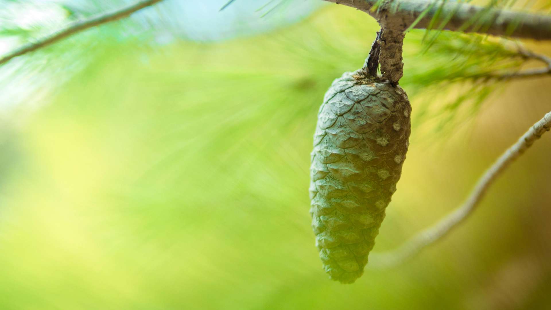 Haifa Tours and Trips