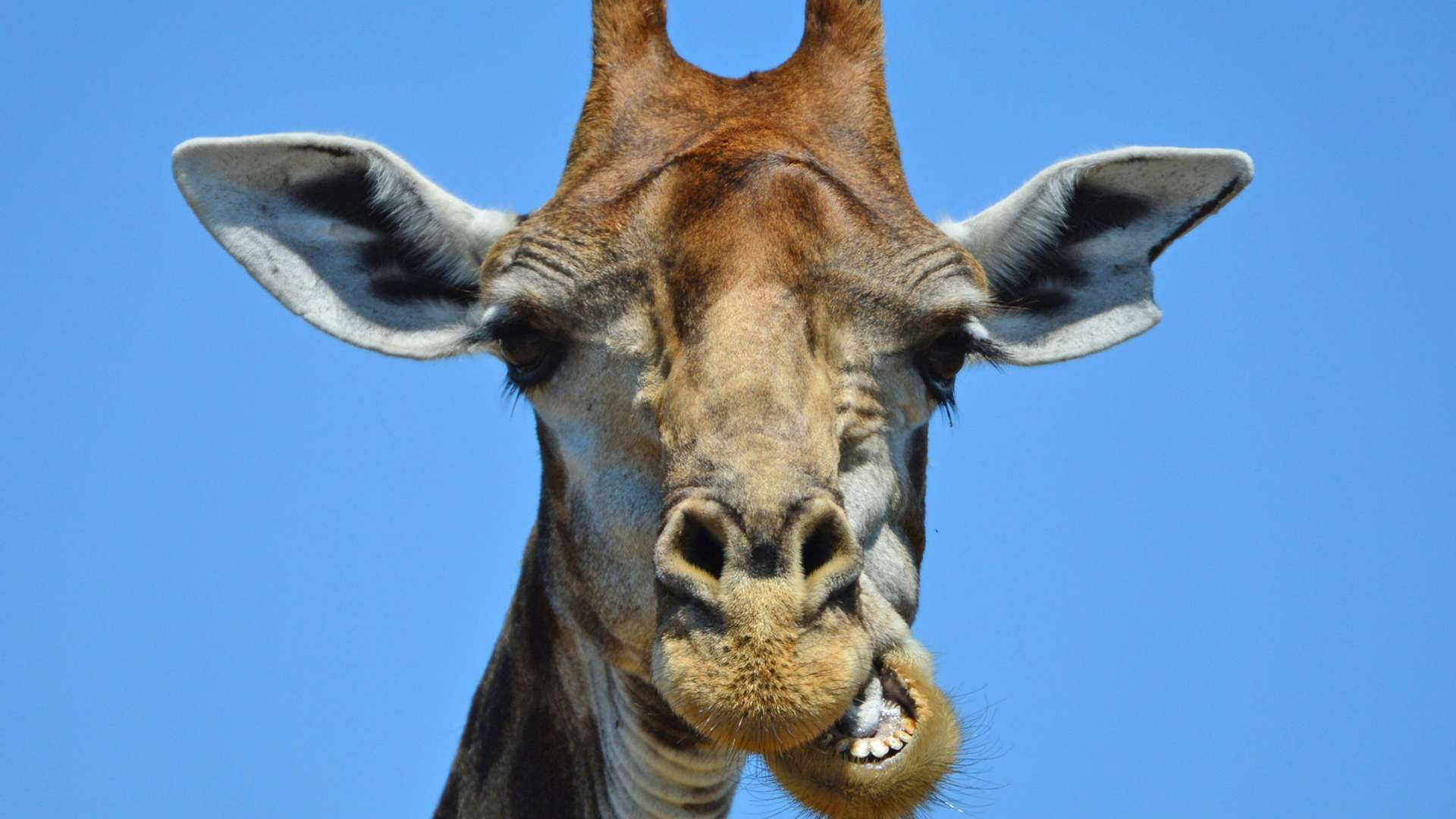 Hoedspruit Tours and Trips