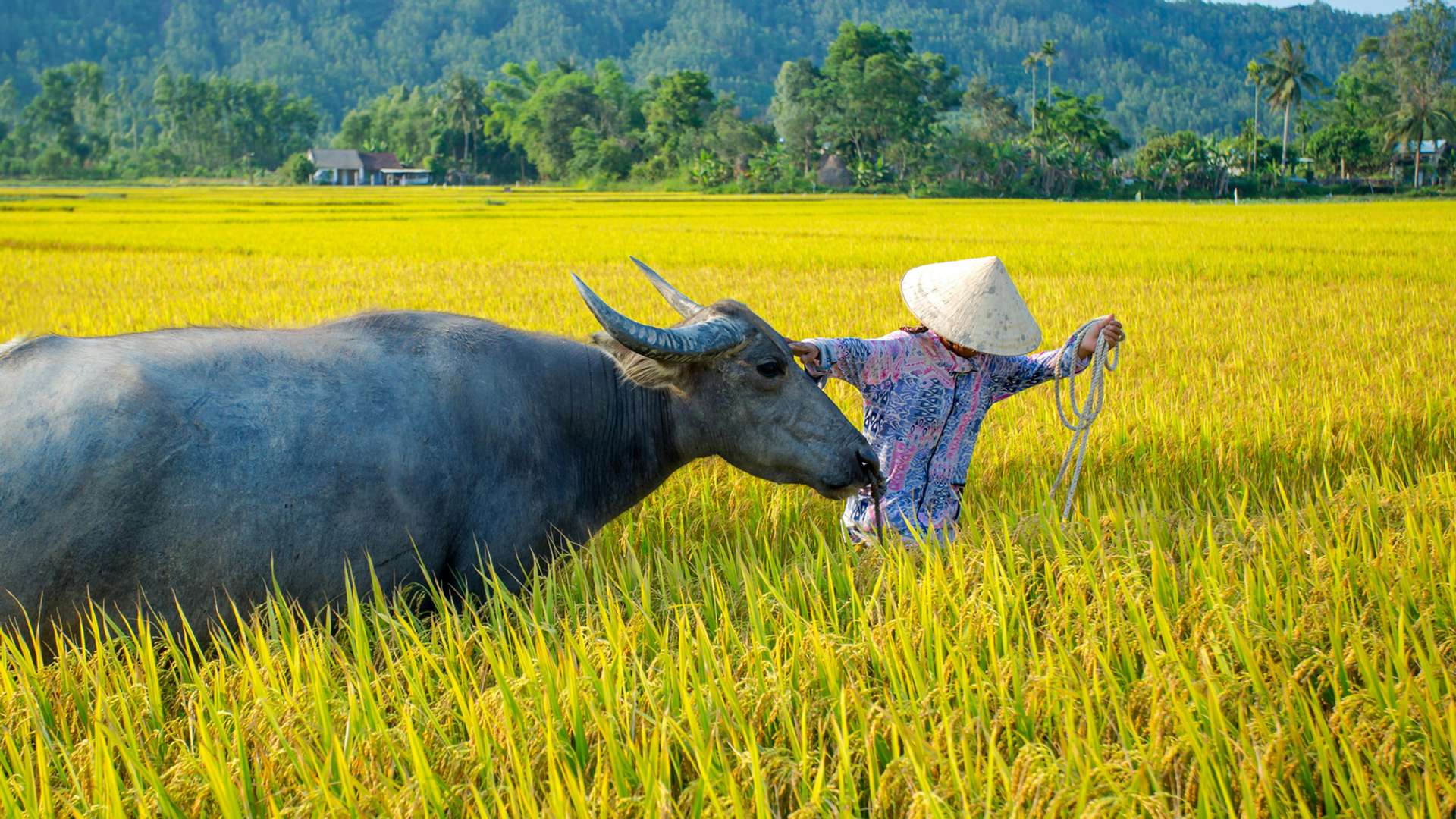 Hoi An Bicycle Trips
