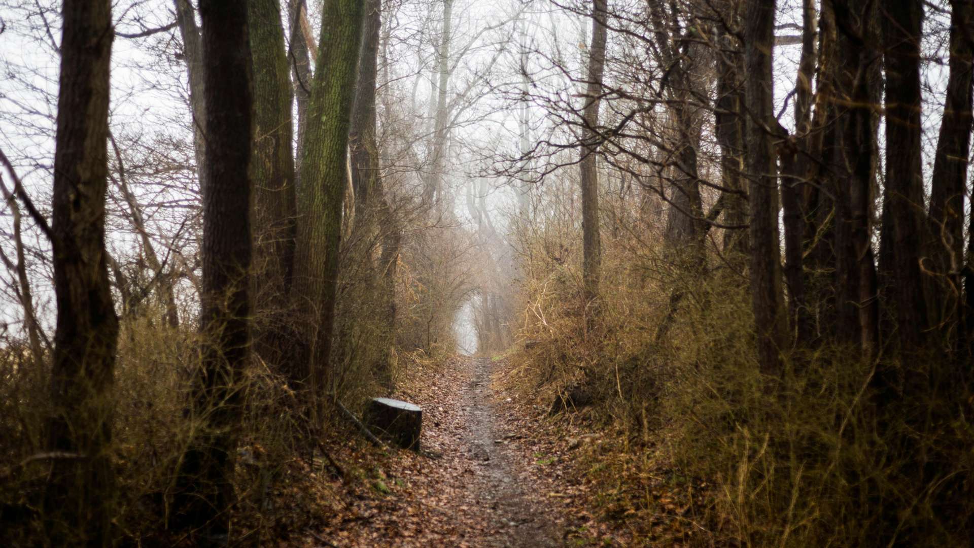 Houston Tours and Trips