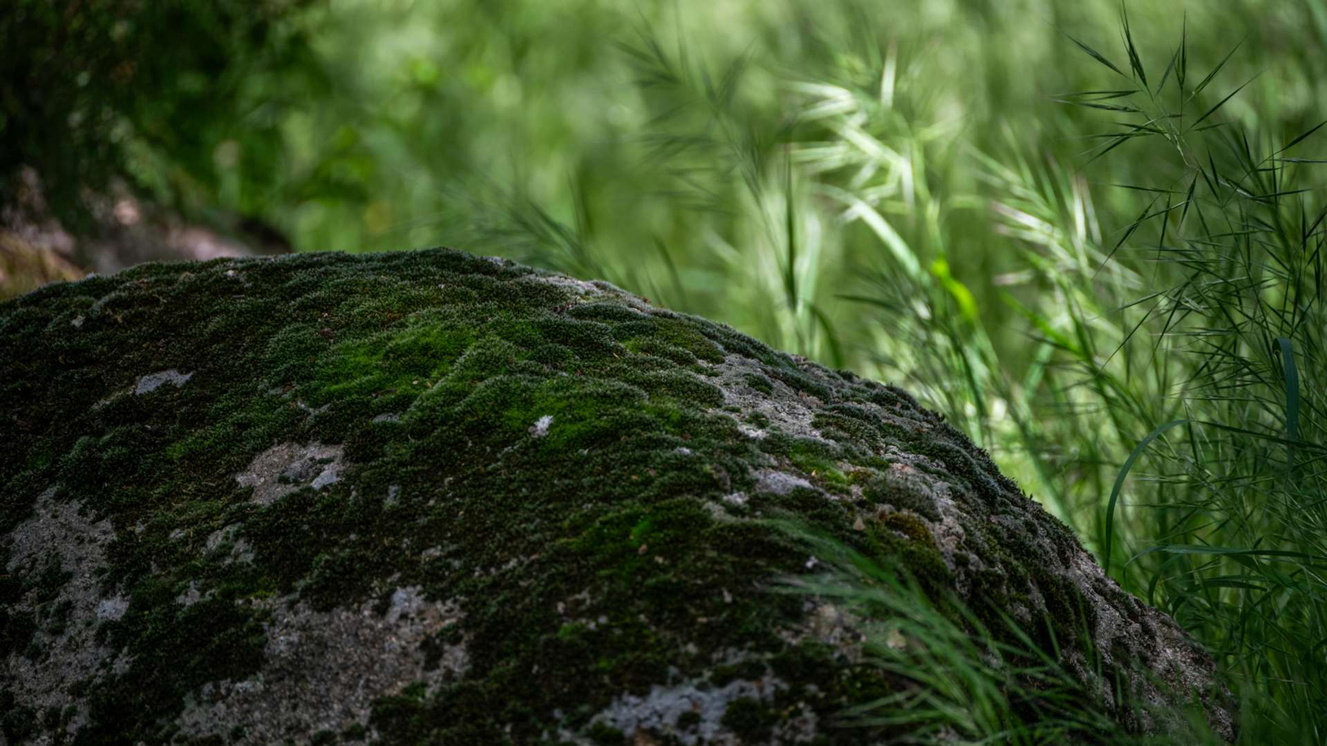 Ibiza Tours and Trips