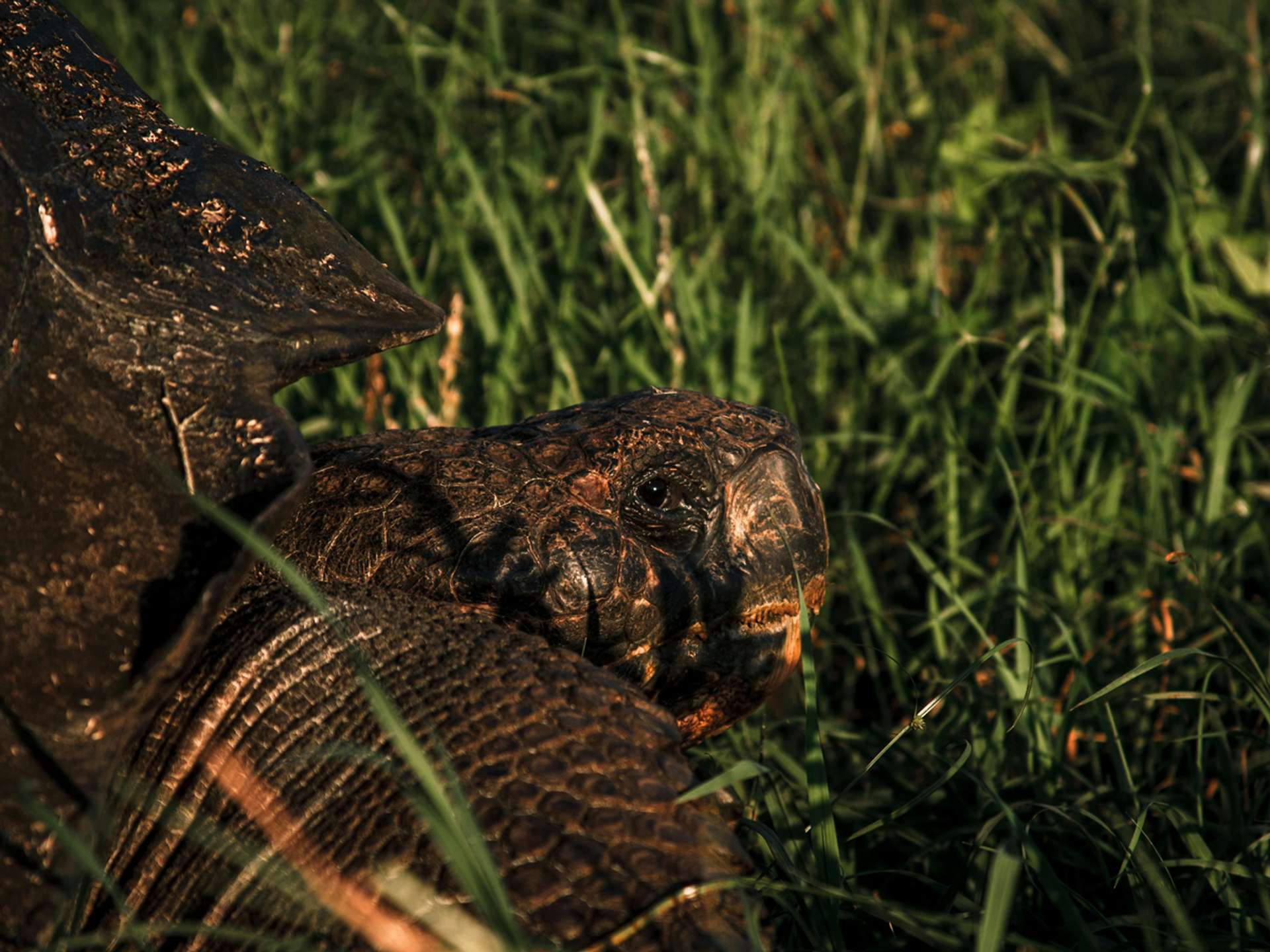Isla Santa Cruz Wildlife Trips in 2025/2026