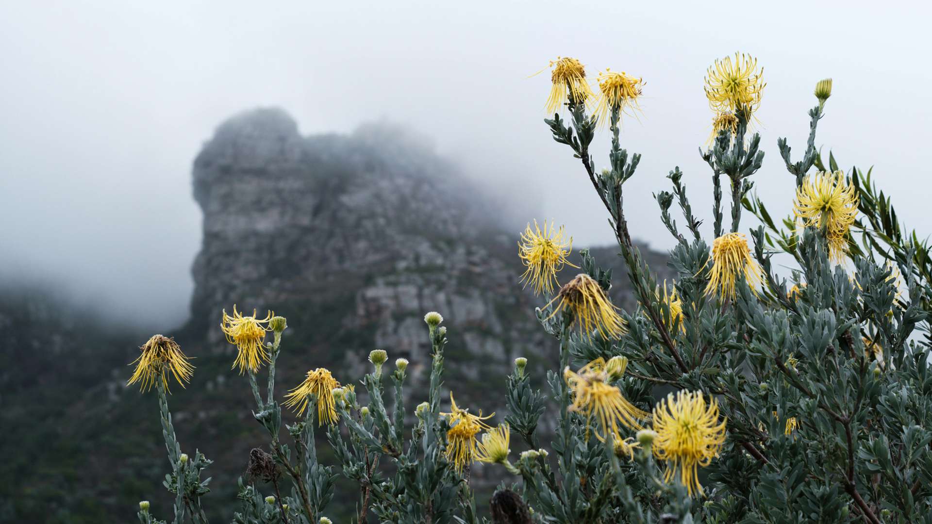 Kirstenbosch Gardens Tours and Trips