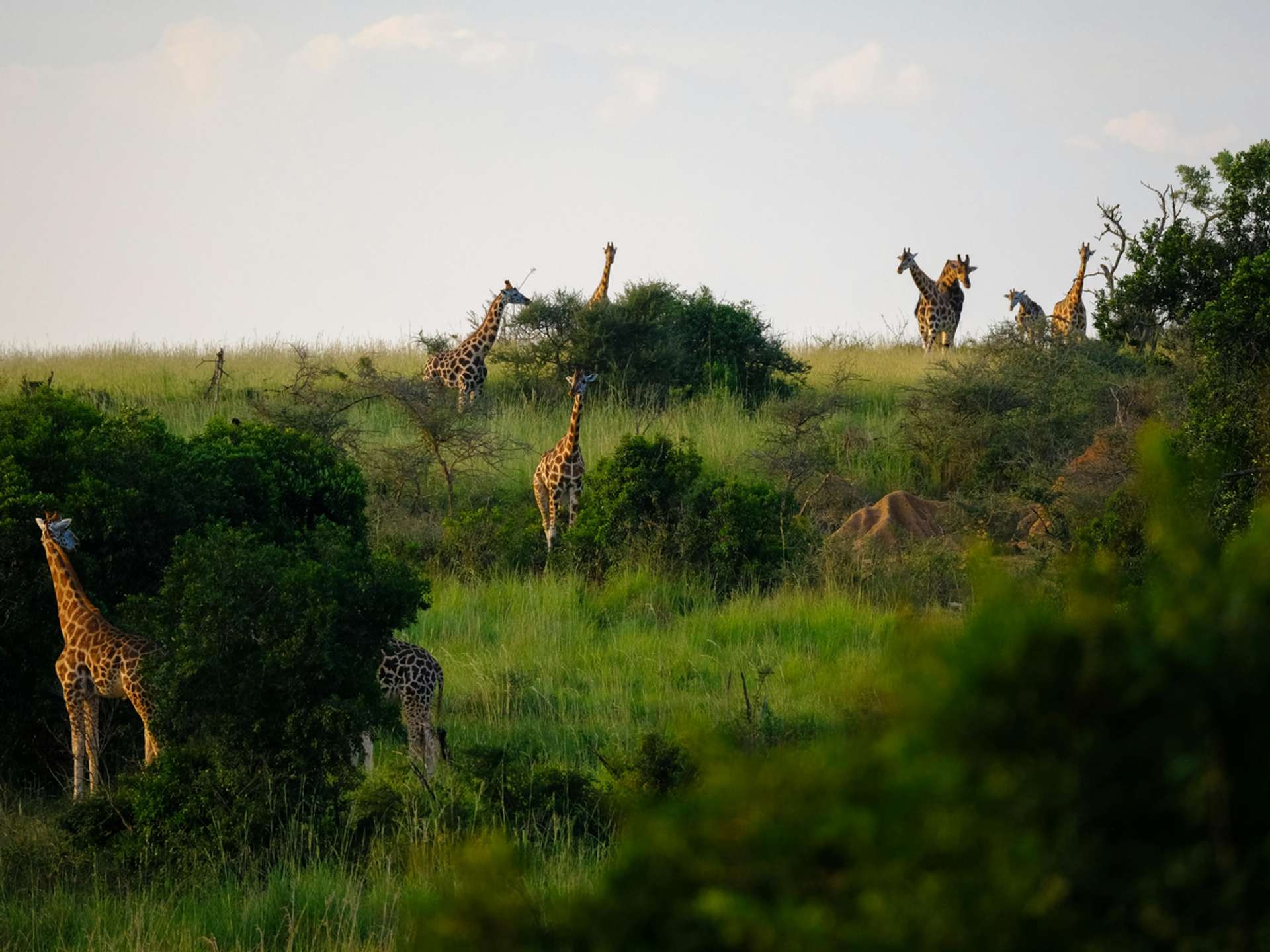 10 Best Tours and Trips in Kisoro in 2025/2026 - Compare Prices