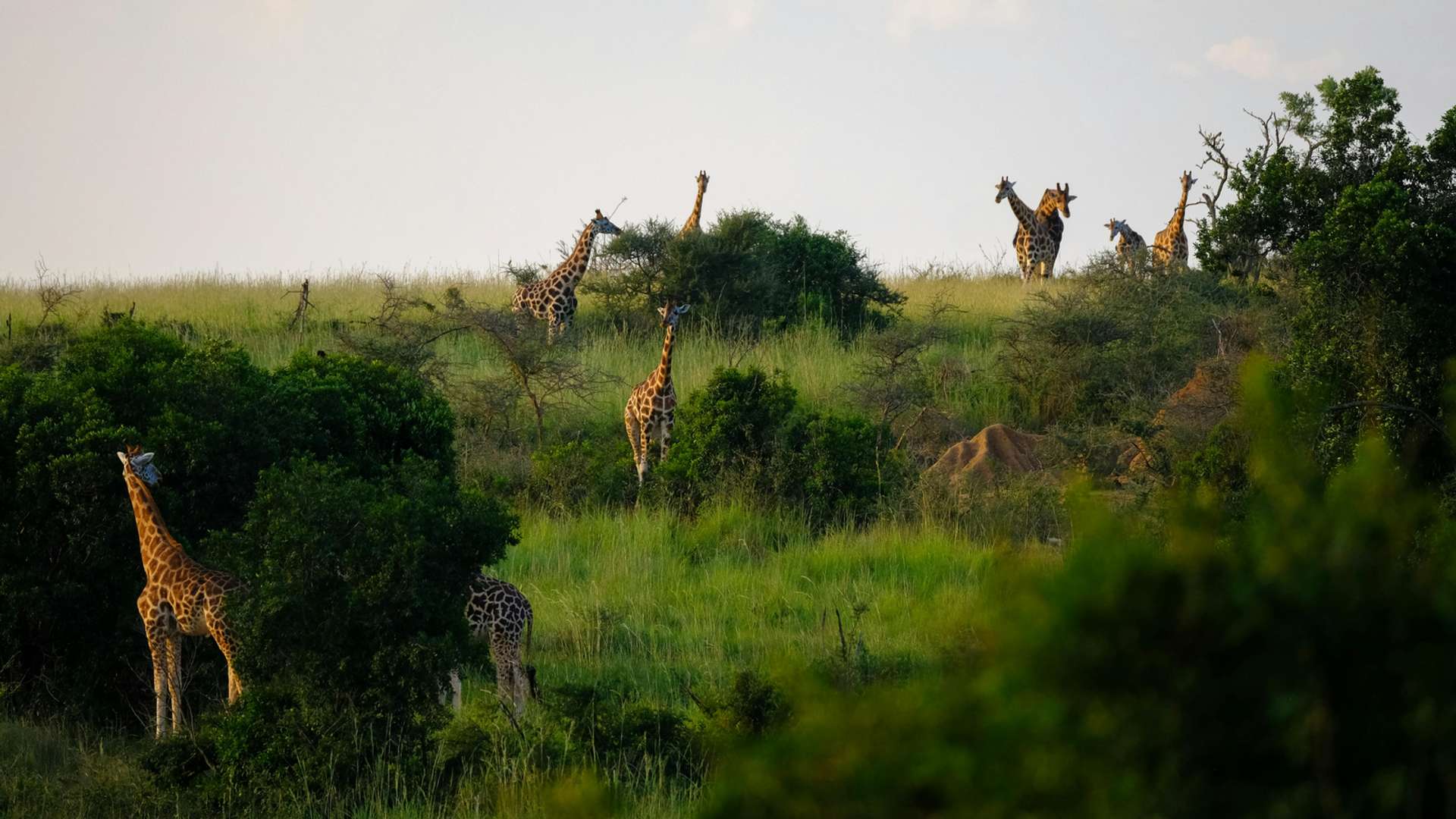 Kisoro Tours and Trips