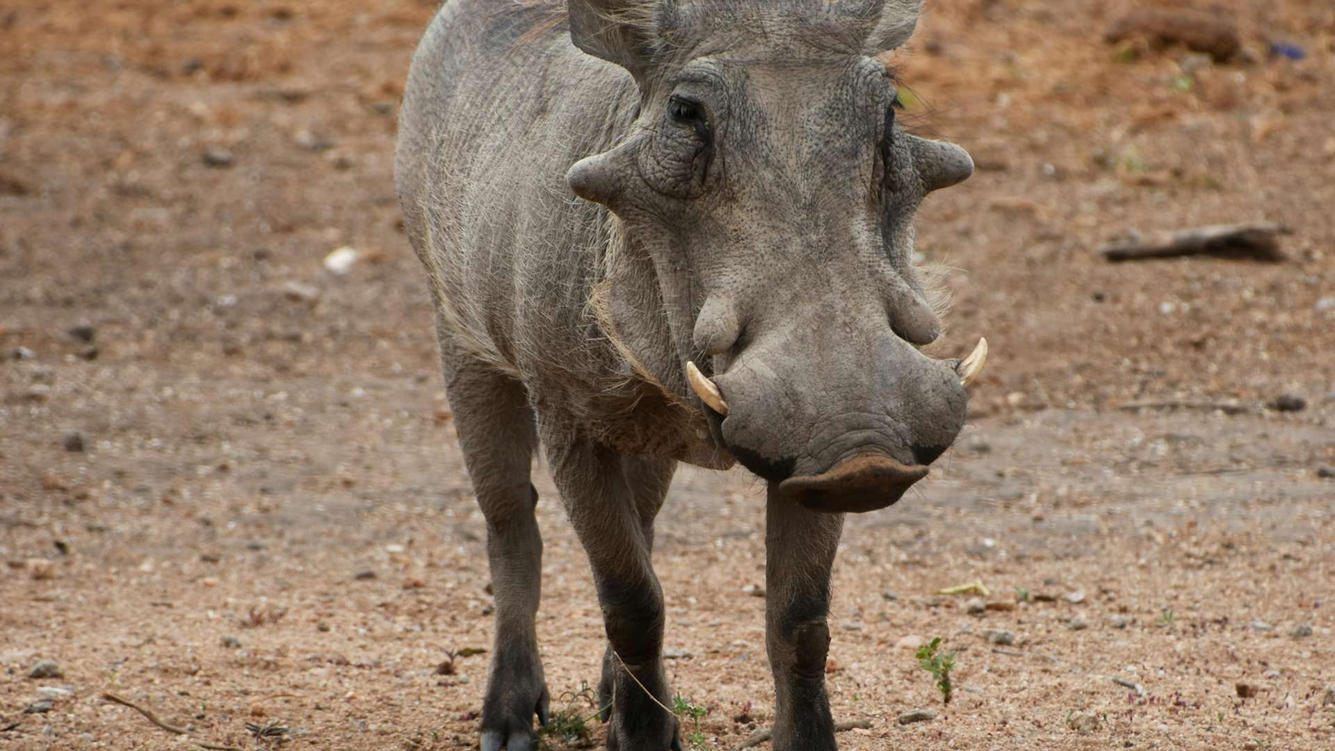 Kruger National Park Safari