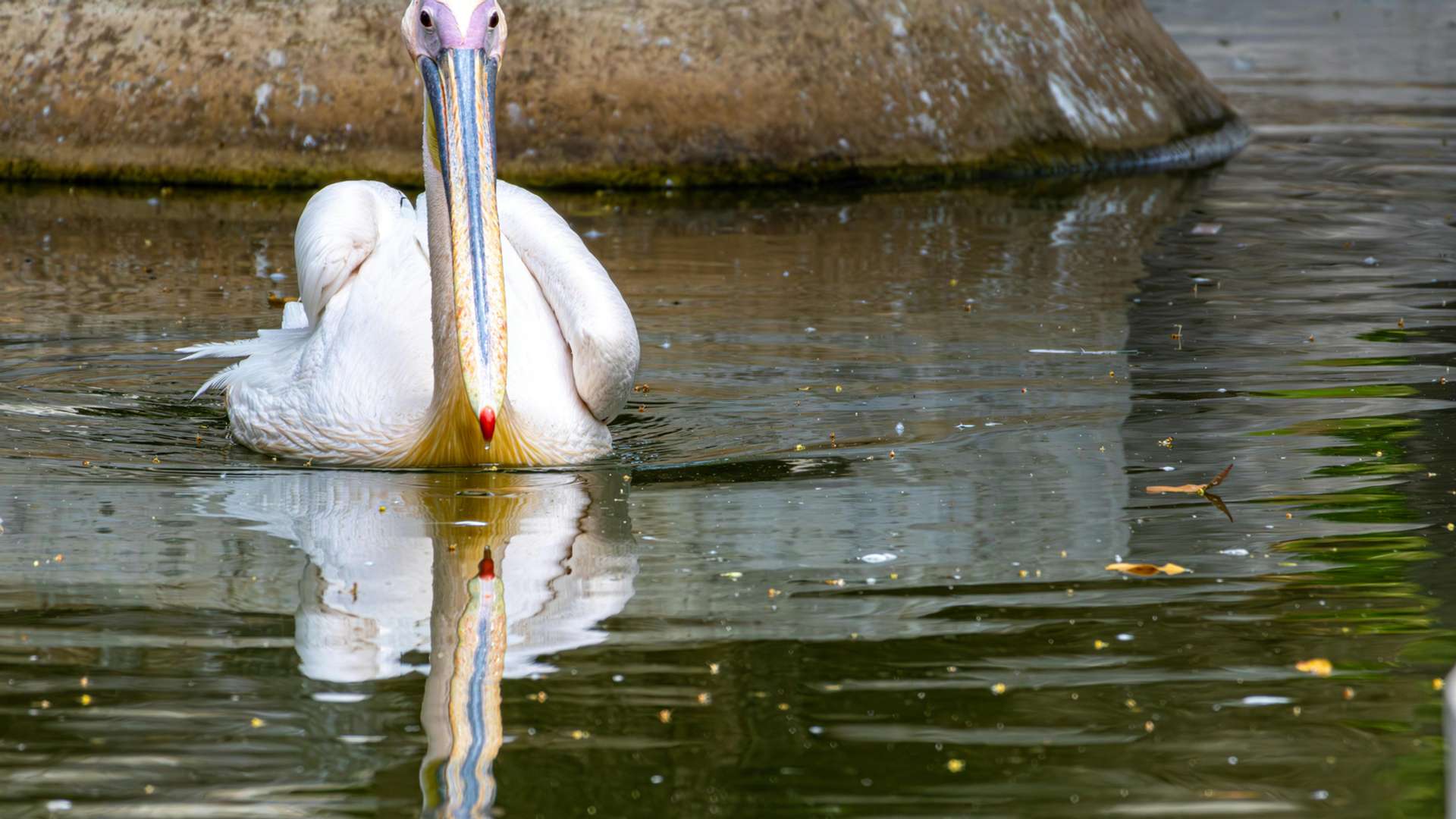 Lake Natron Tours and Trips