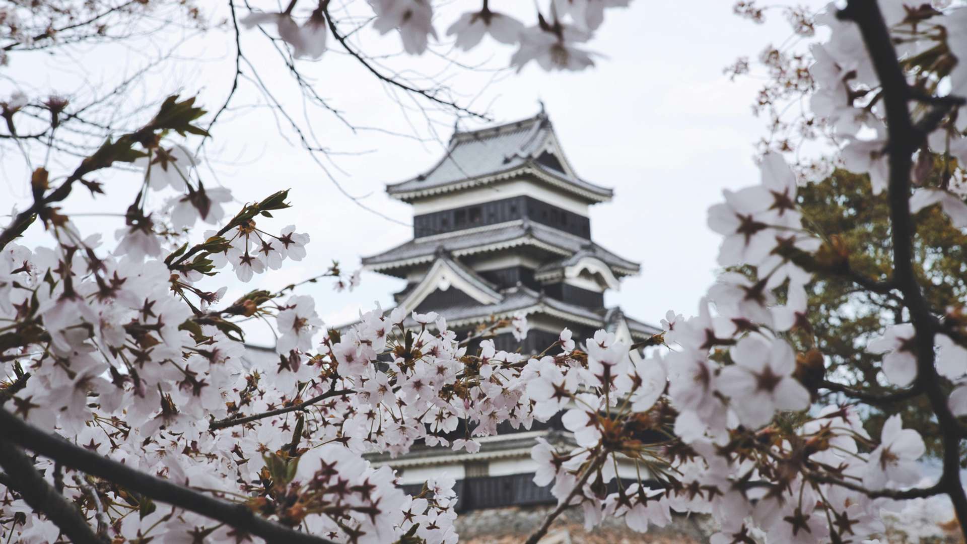 Matsumoto Tours and Trips