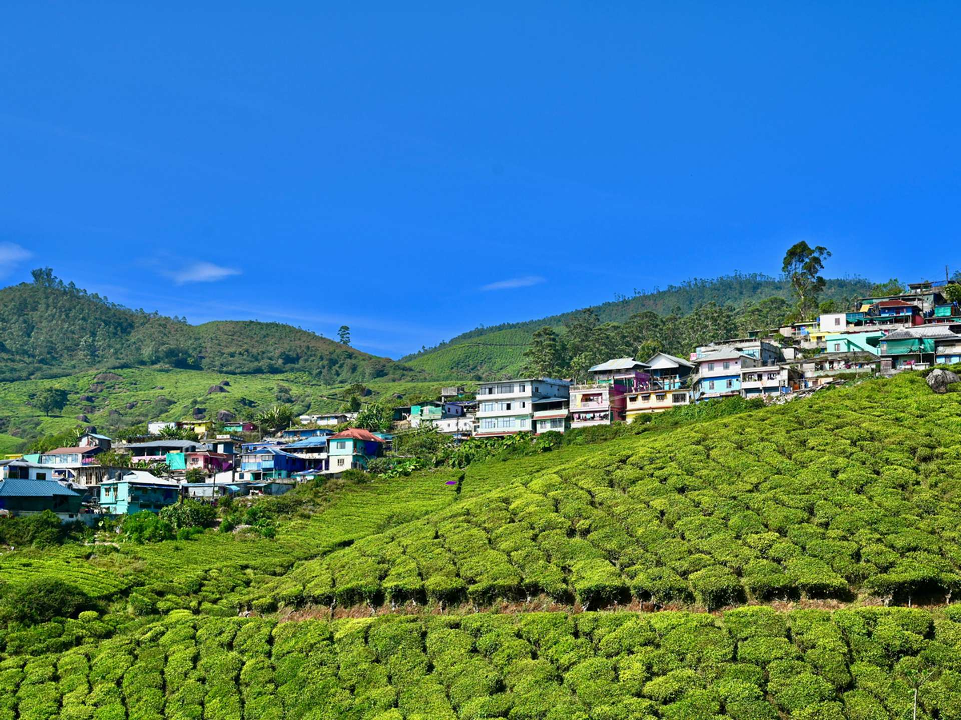 10 Best Tours and Trips in Munnar in 2025/2026 - Compare Prices