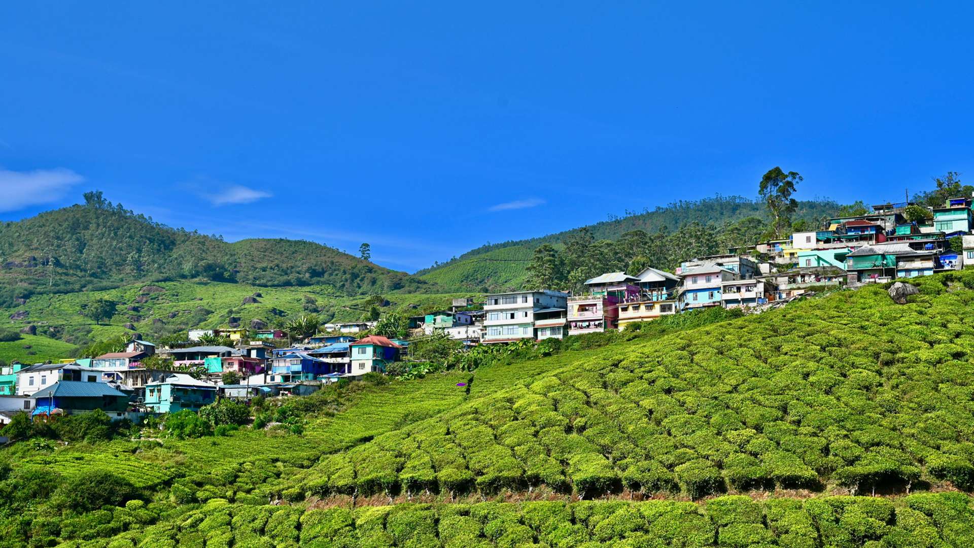 Munnar Tours and Trips
