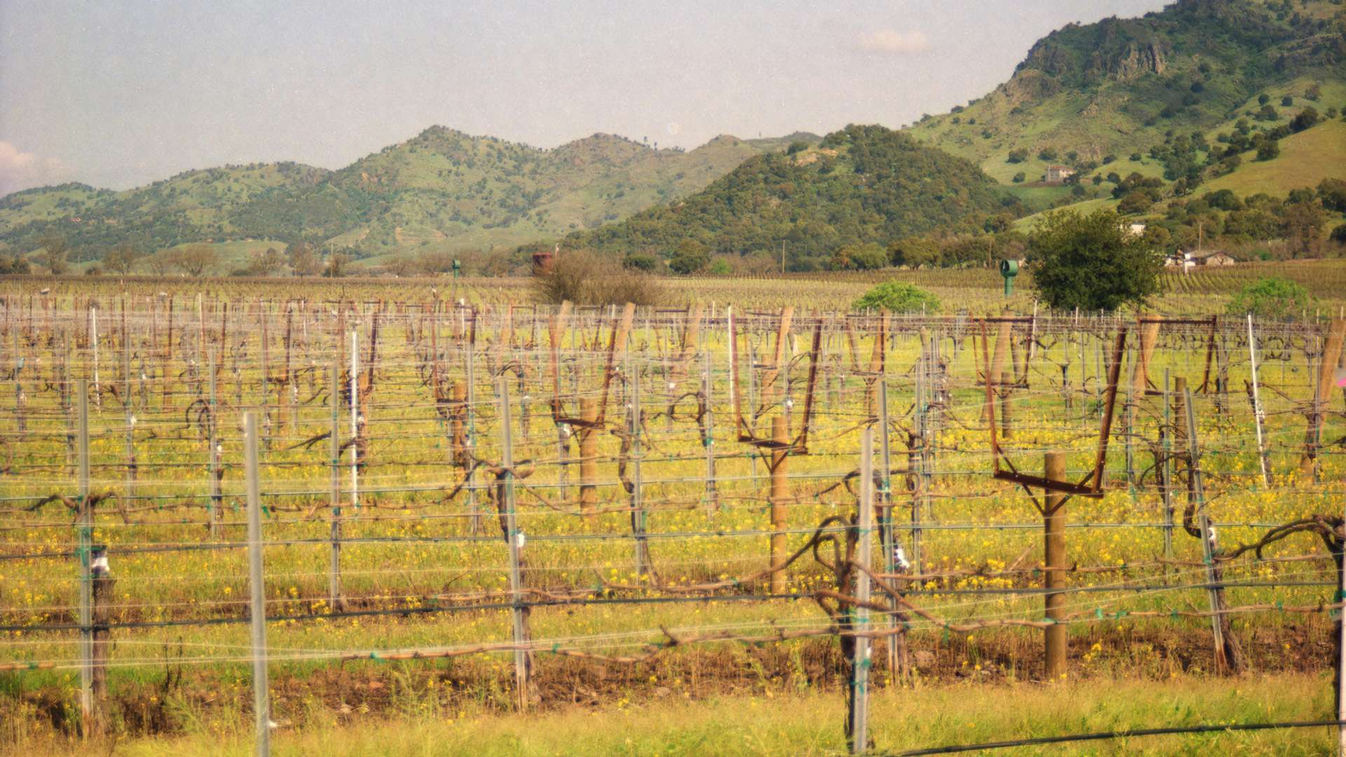 Napa Valley Tours and Trips