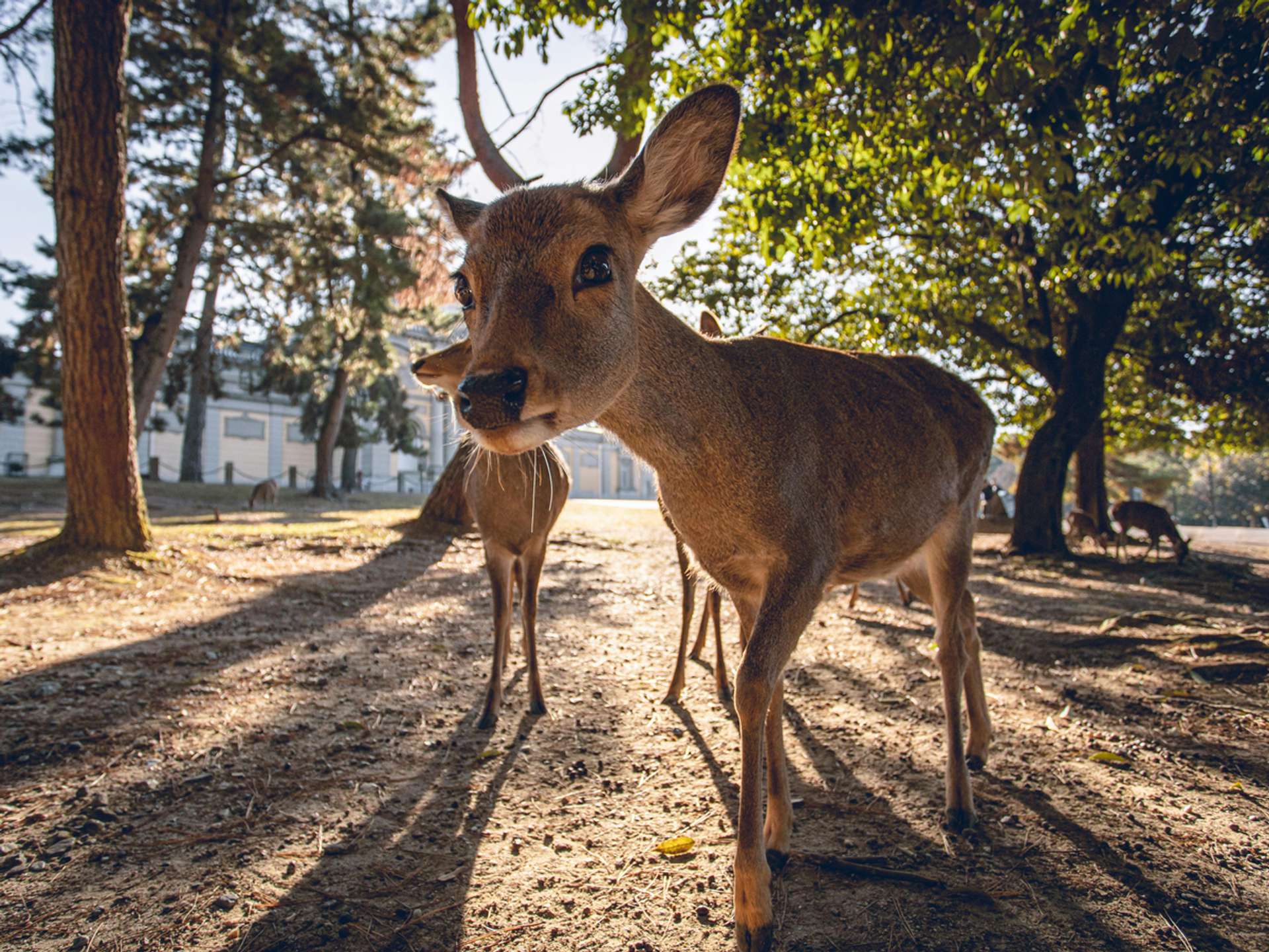 10 Best Tours and Trips in Nara in 2026/2027 - Compare Prices