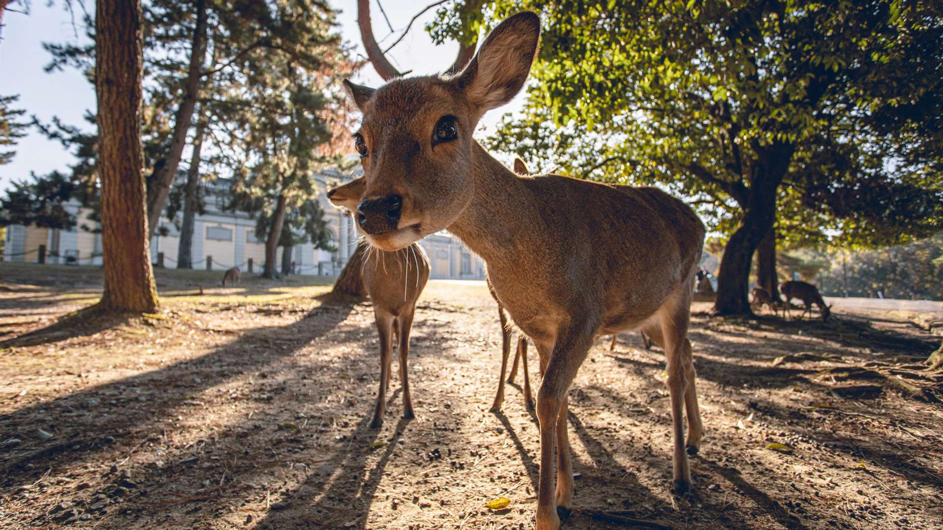 Nara Tours and Trips