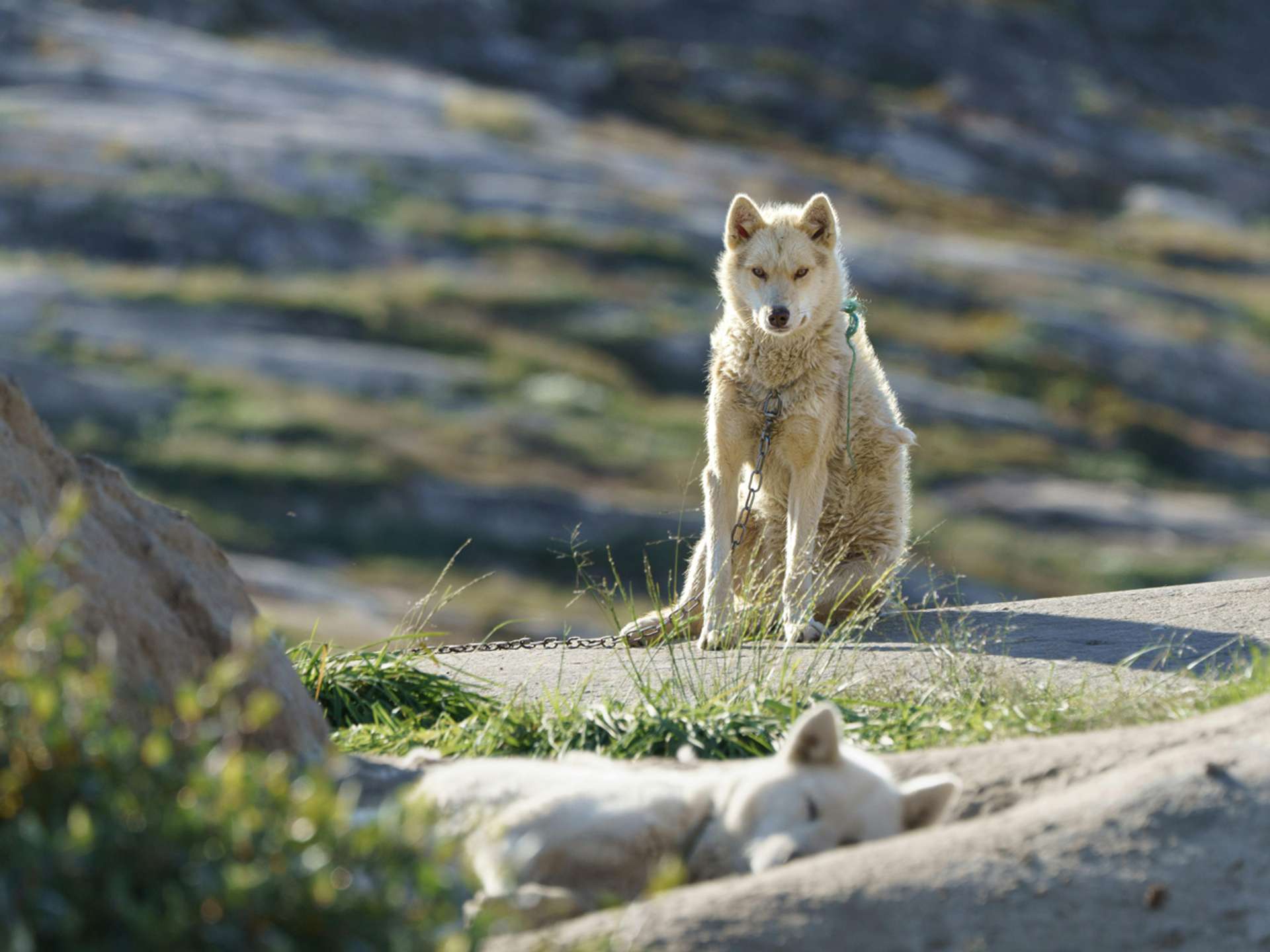 10 Best Tours and Trips in Nuuk in 2026/2027 - Compare Prices