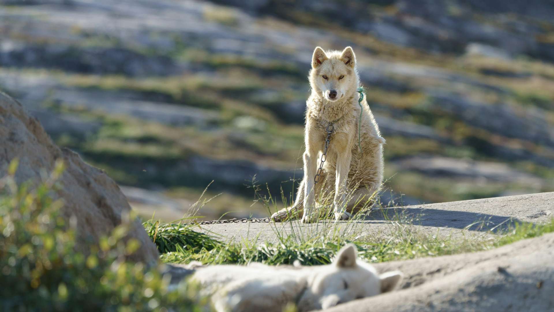 Nuuk Tours and Trips