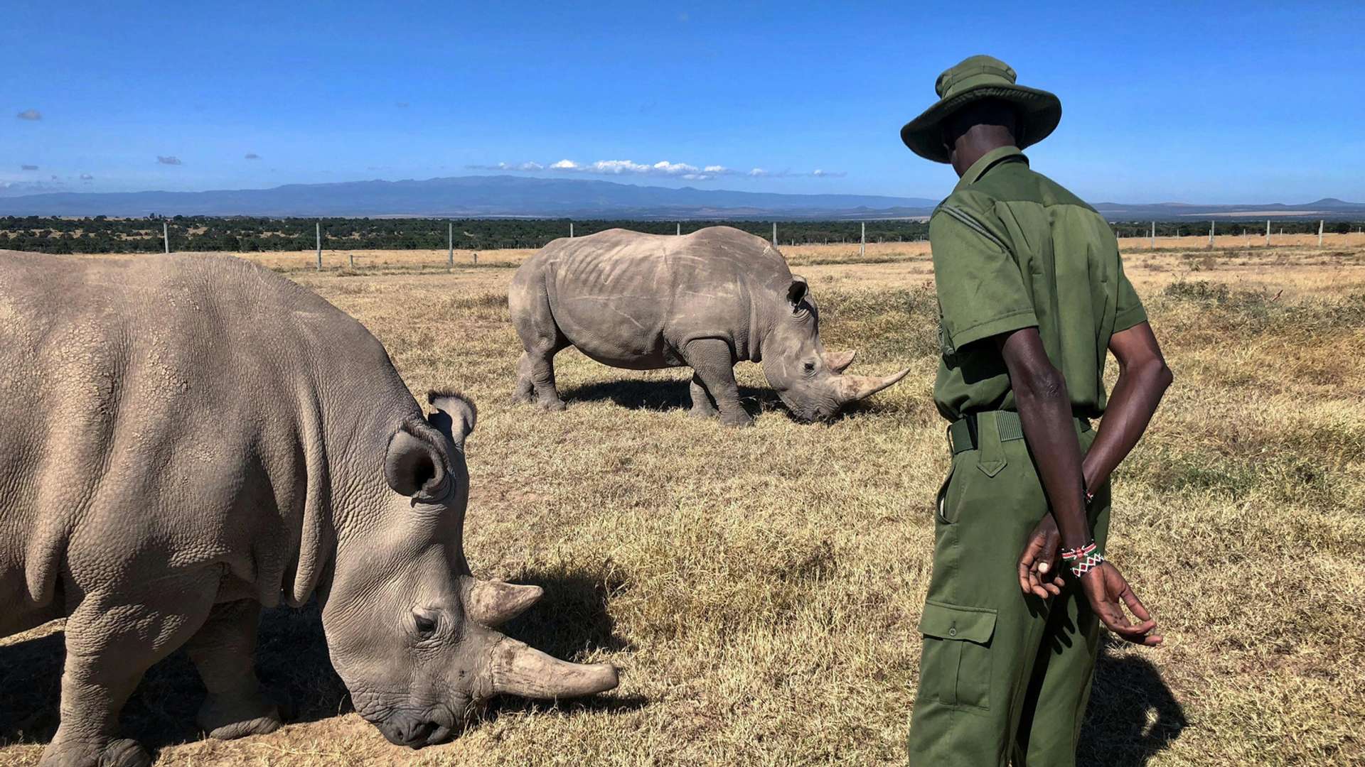 Ol Pejeta Conservancy Tours and Trips