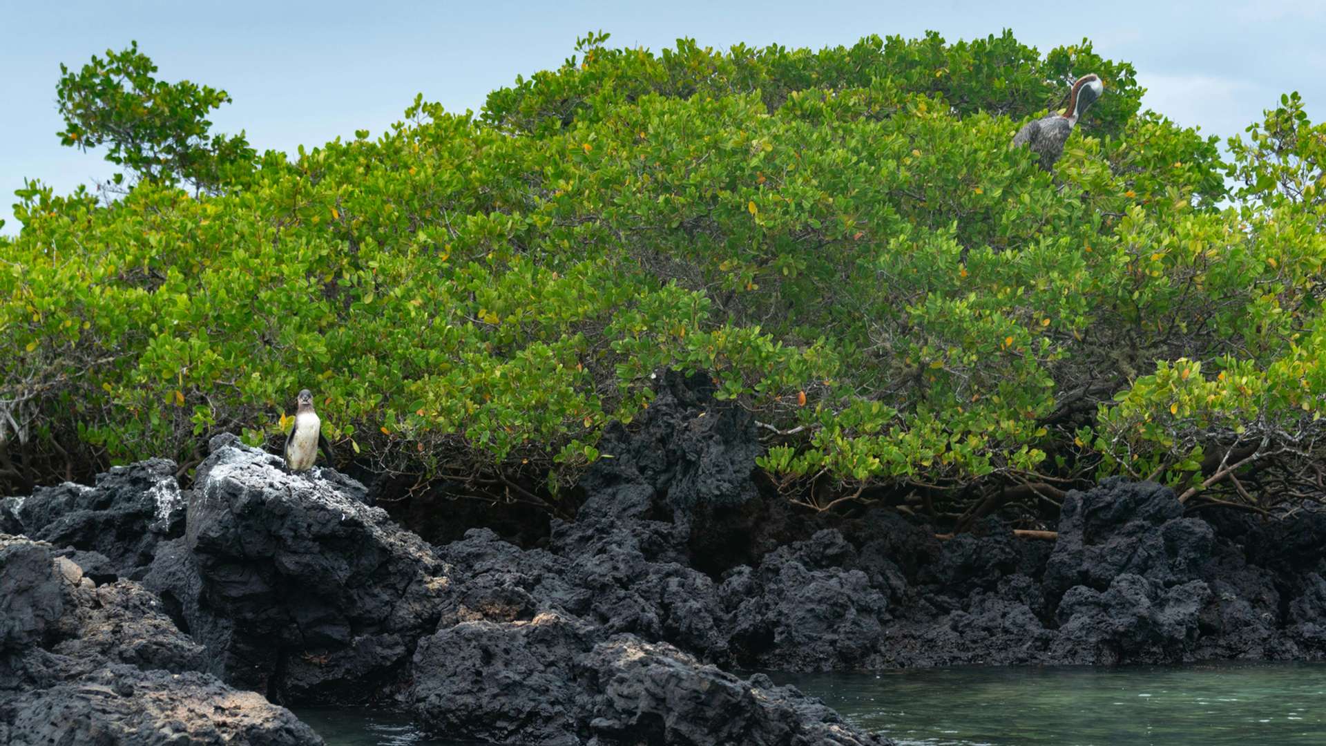 Puerto Villamil Tours and Trips