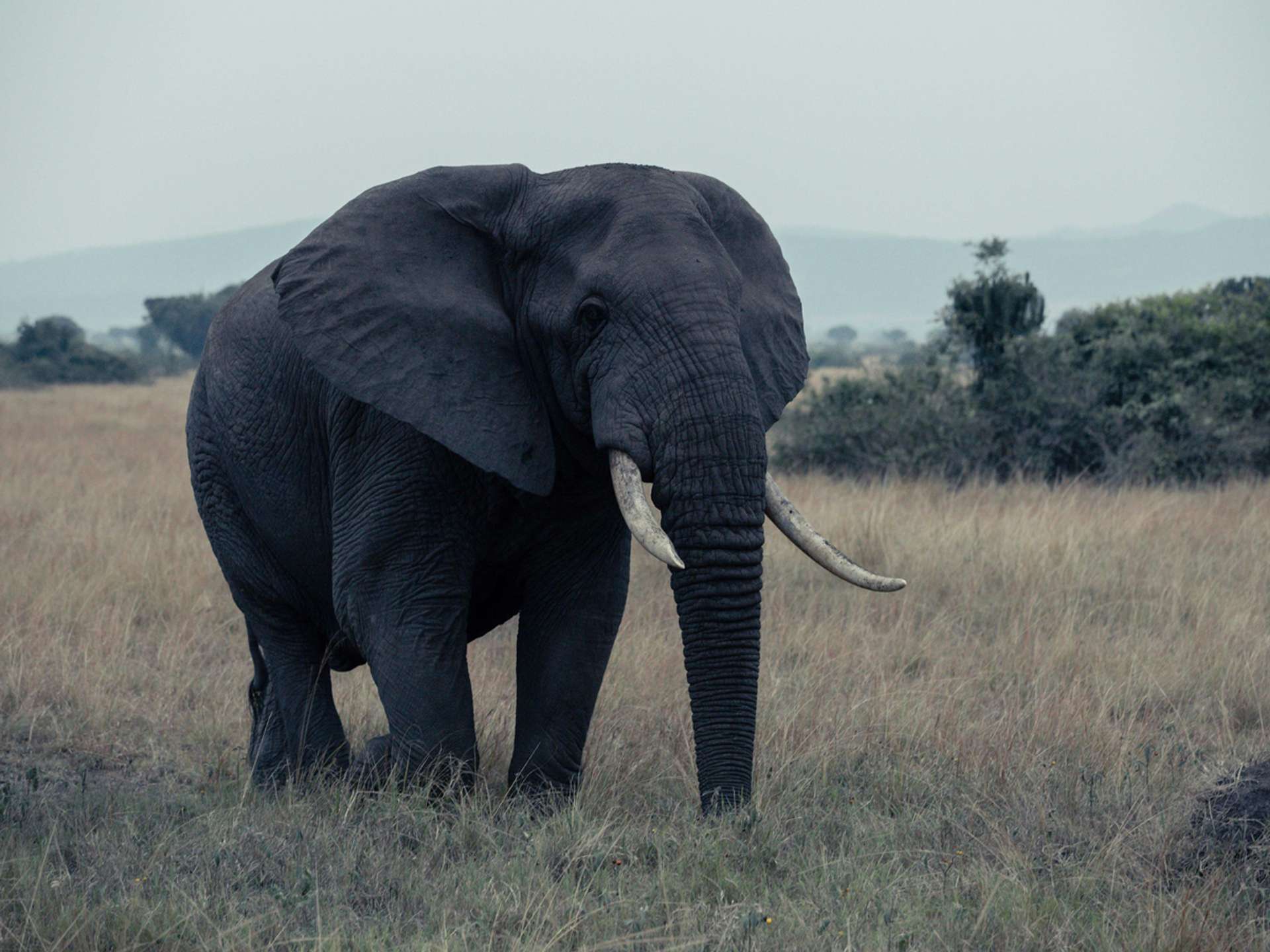 Queen Elizabeth National Park Wildlife Trips in 2025/2026