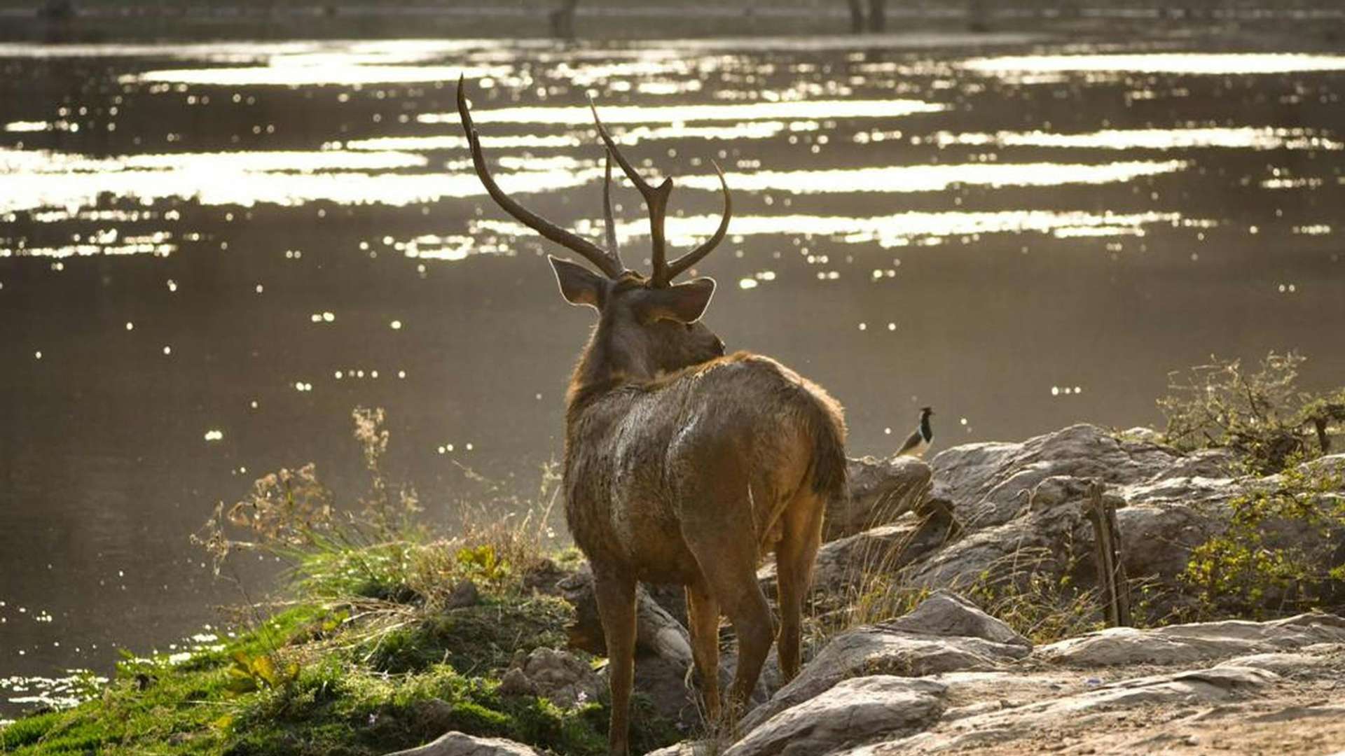 Ranthambore National Park Tours in November 2026