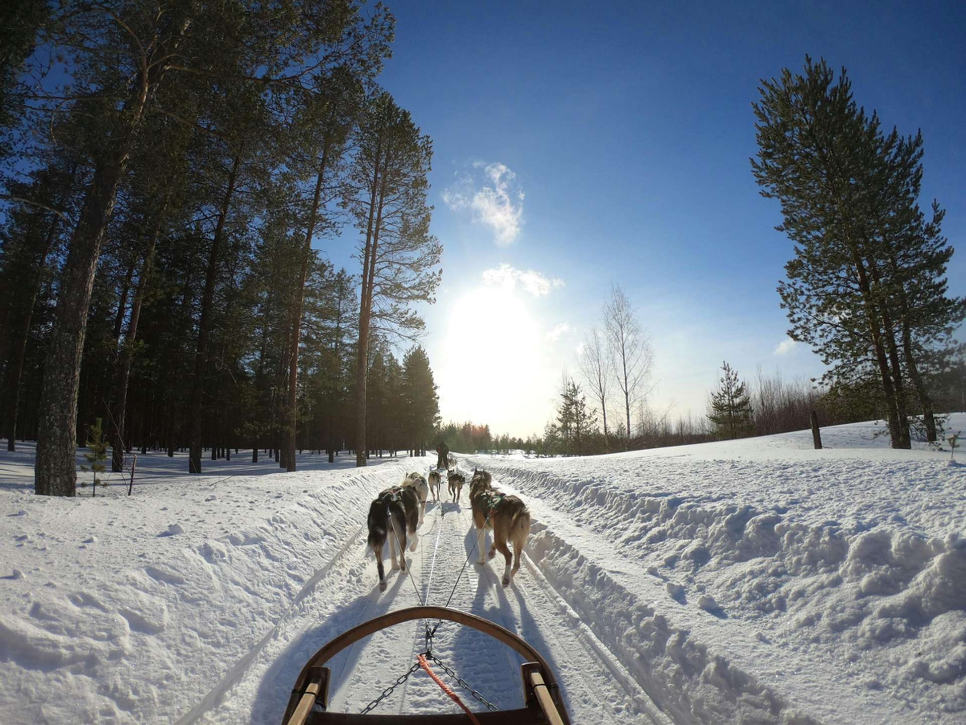 10 Best Tours and Trips in Rovaniemi in 2025/2026 - Compare Prices