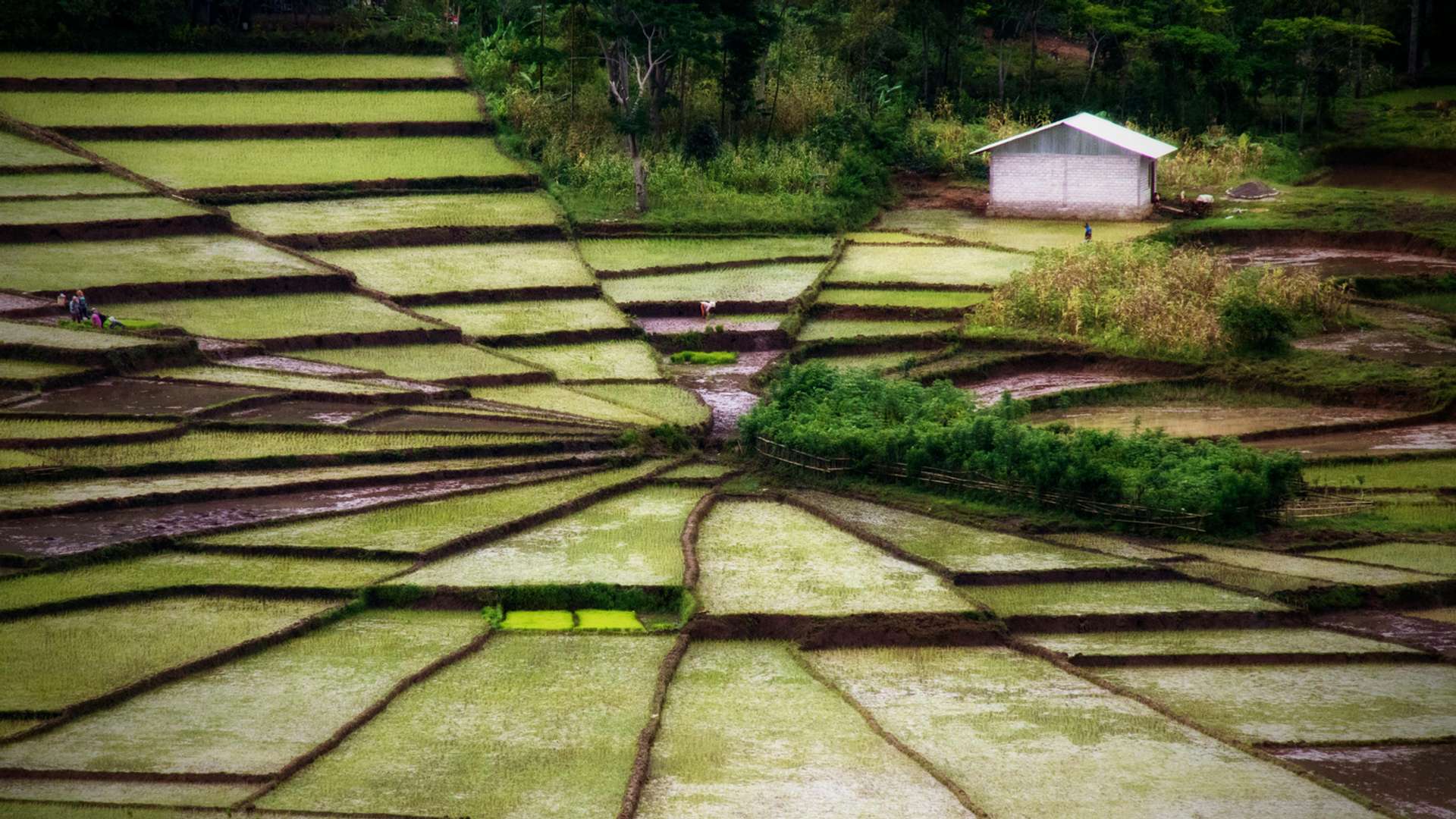 Ruteng Tours and Trips